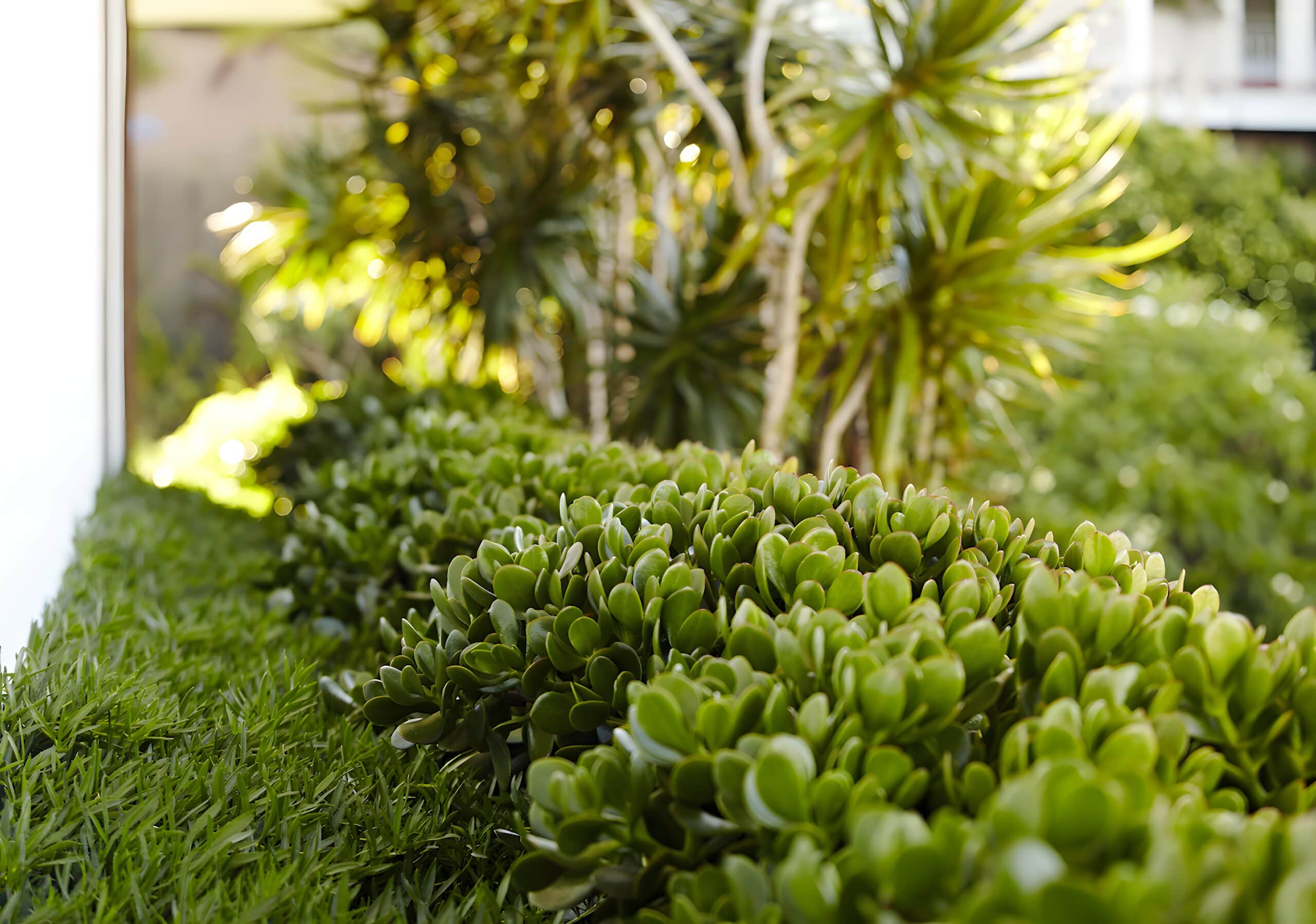 Low clipped jade succulents edging a lawn with dracaenas behind in soft daylight