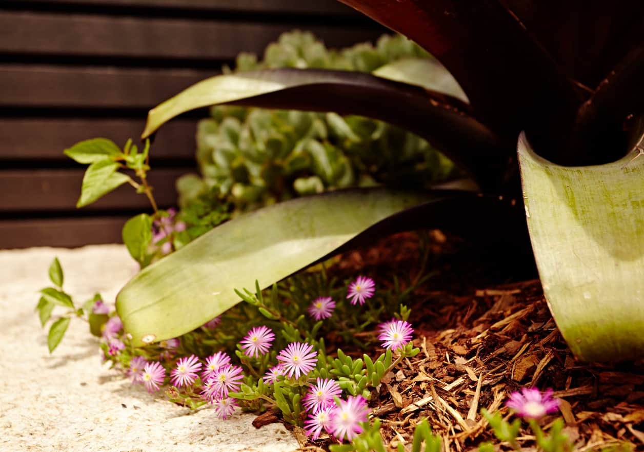 Bromeliad leaves and pink pigface flowers over mulch against a dark timber slat fence