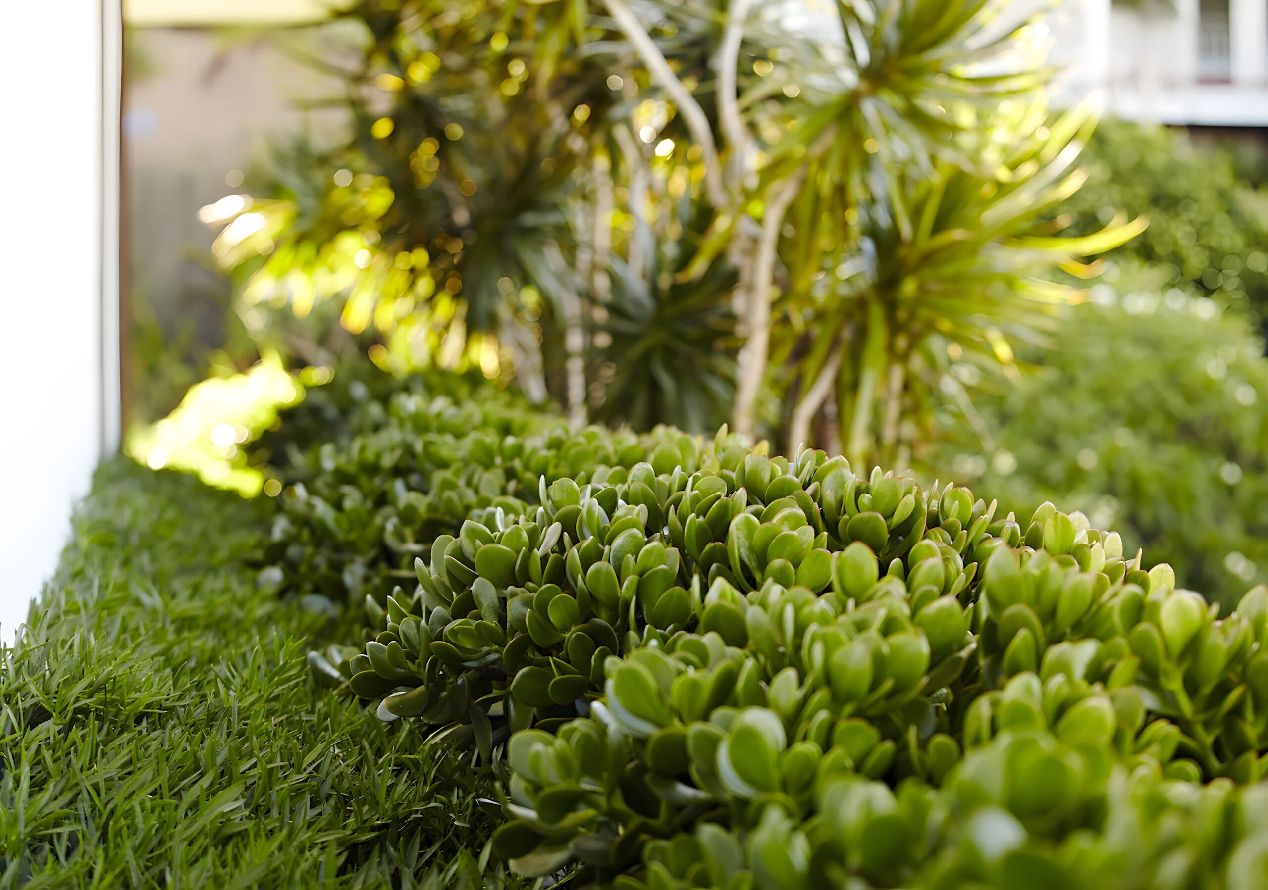 Low clipped jade succulents edging a lawn with dracaenas behind in soft daylight
