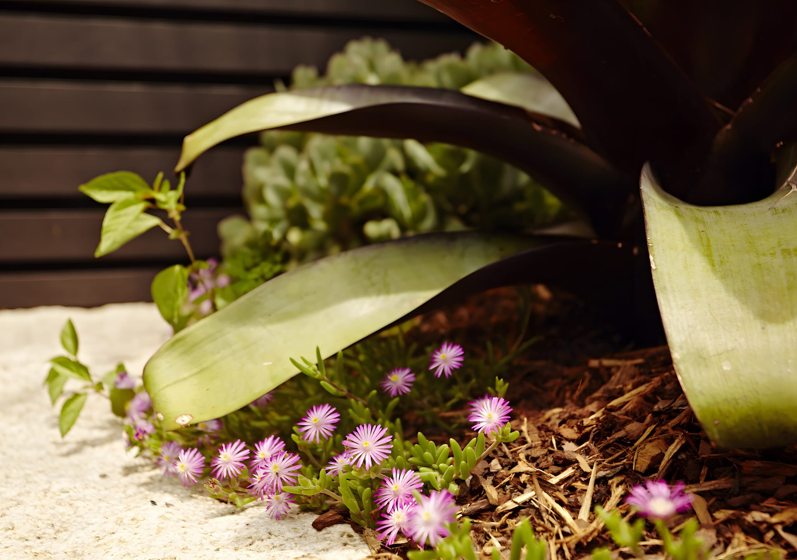 Bromeliad leaves and pink pigface flowers over mulch against a dark timber slat fence