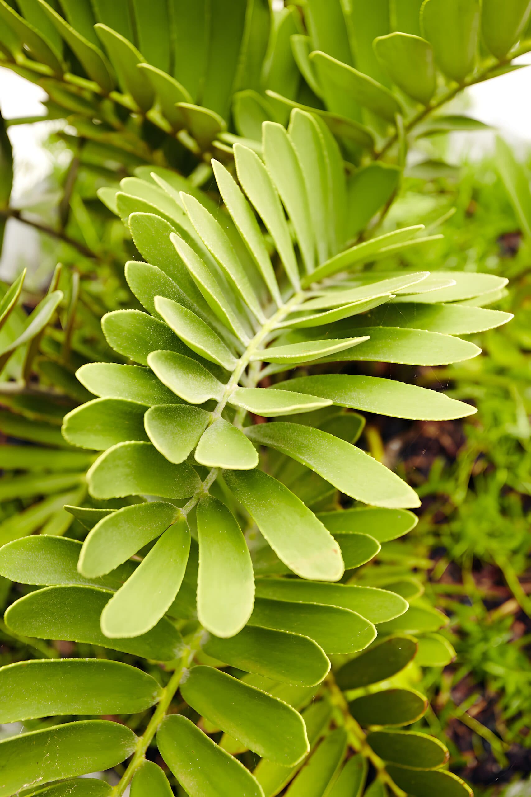 Elevated bed layering aloe succulents cordylines and banana leaves against a sandstone wall