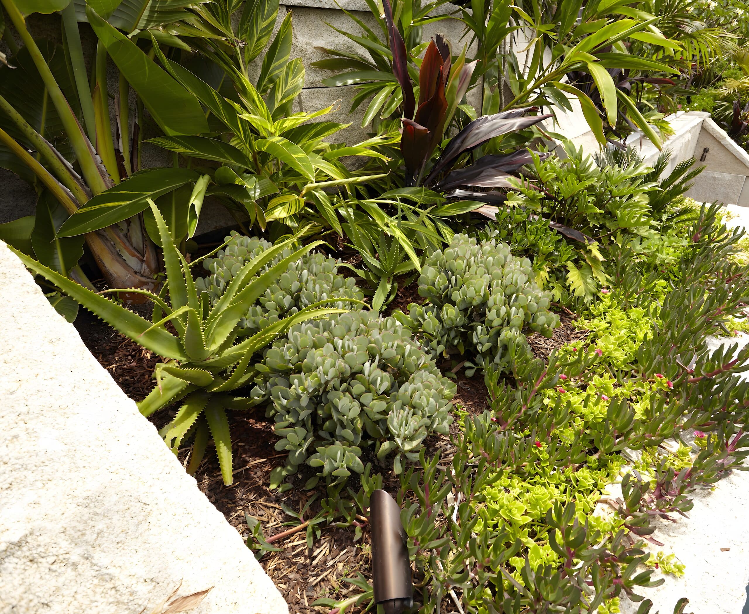 Silvery succulents and burgundy cordylines massed in a sandstone garden bed