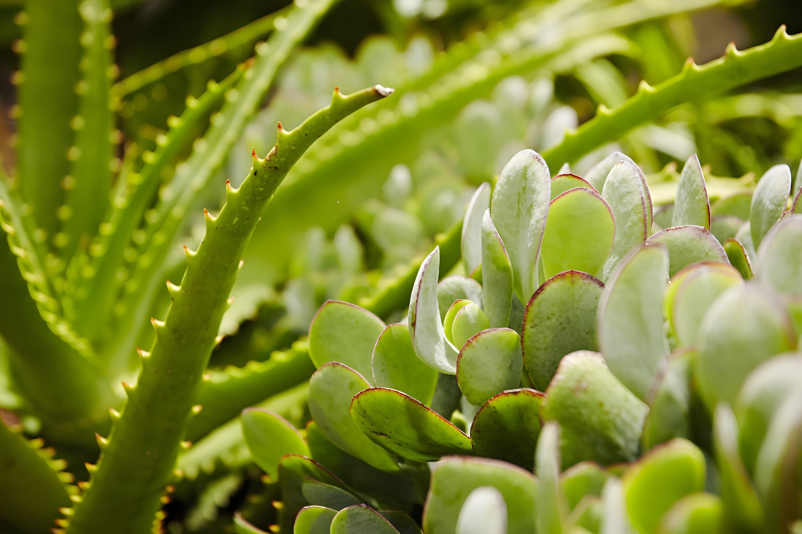 Close view of spiny aloe leaves beside plump red-edged paddle succulents