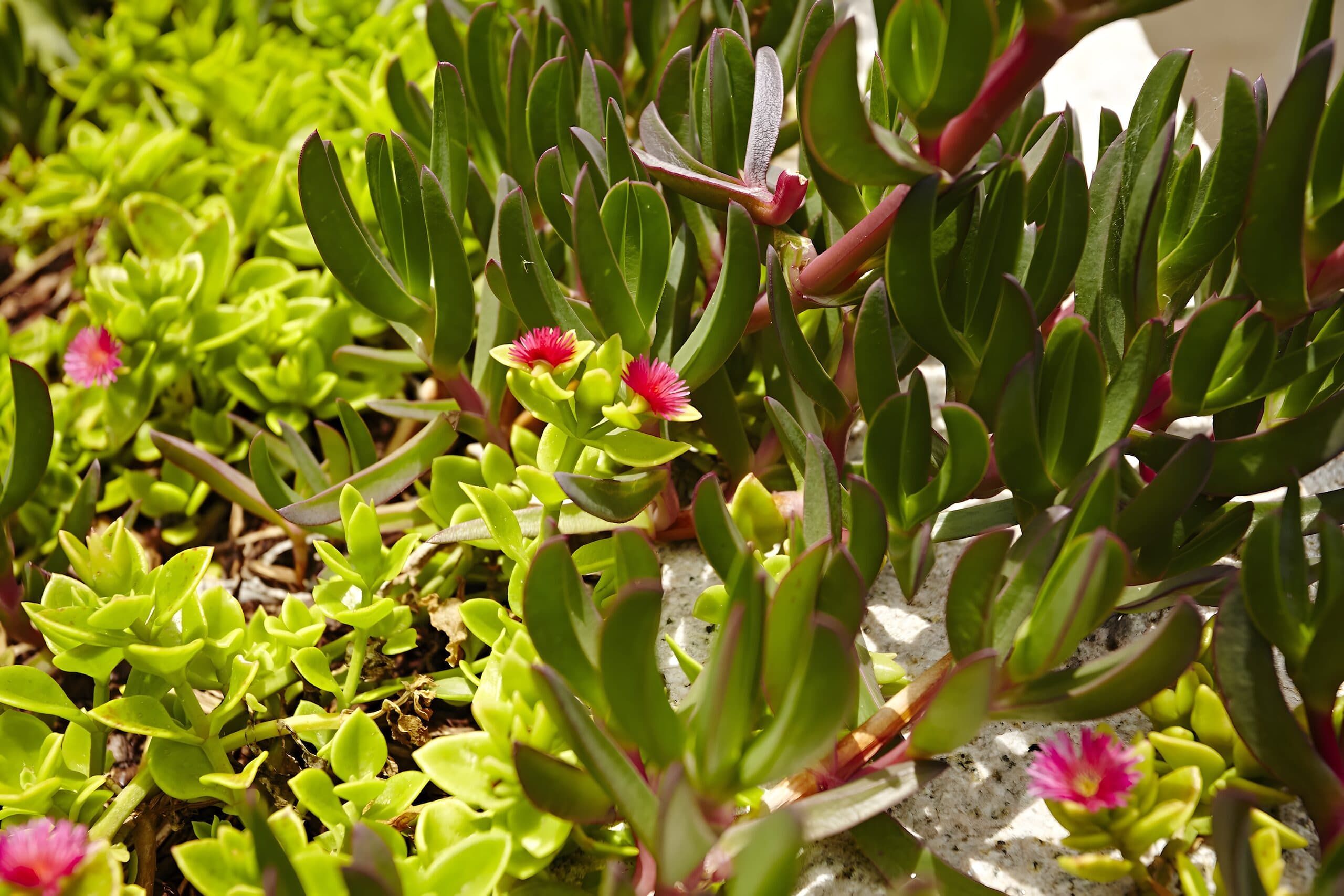 Sunlit pigface succulents with magenta flowers sprawling over pale stone