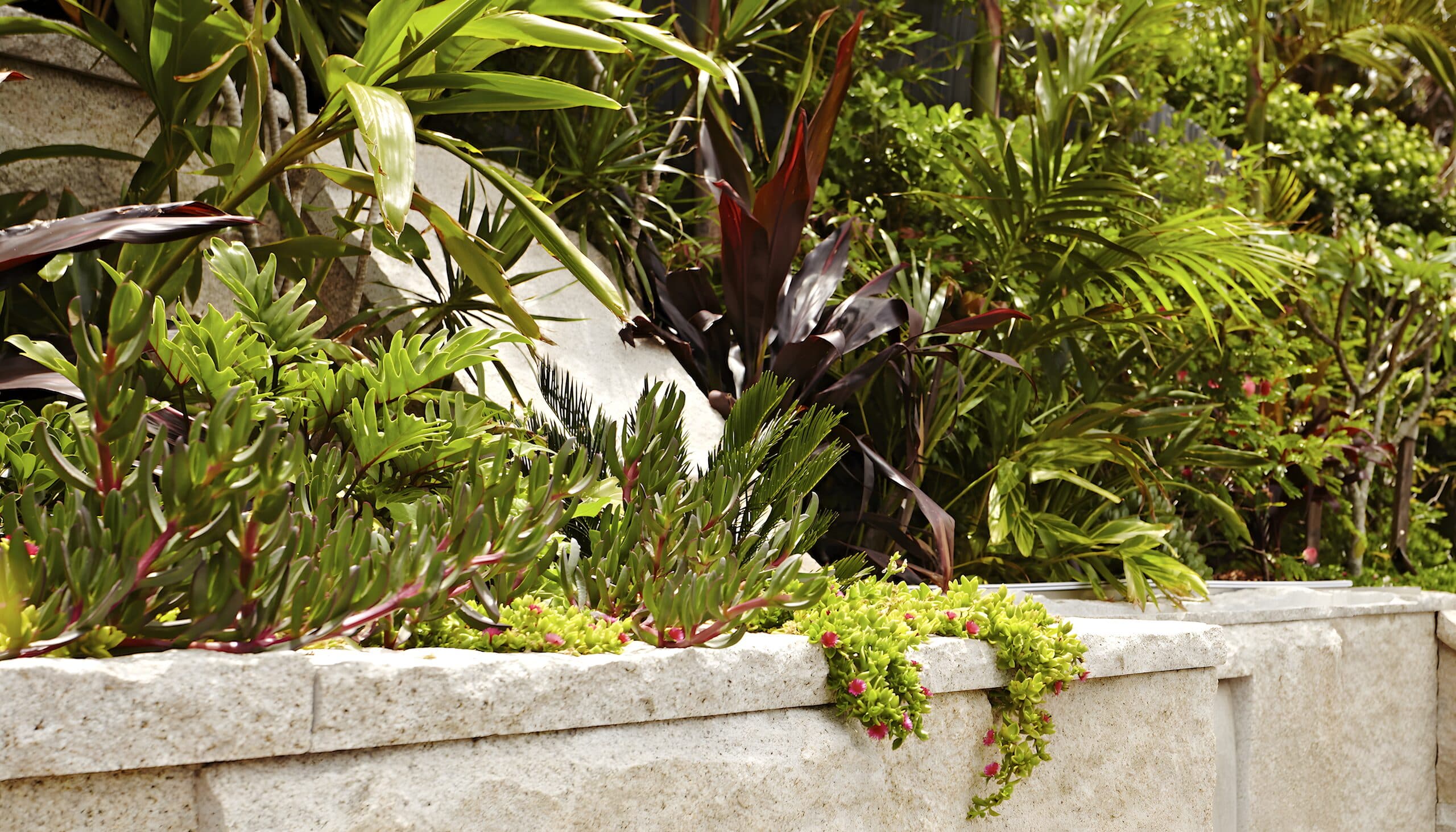 Sandstone retaining wall planted with cordylines and succulents trailing pink flowers over the coping