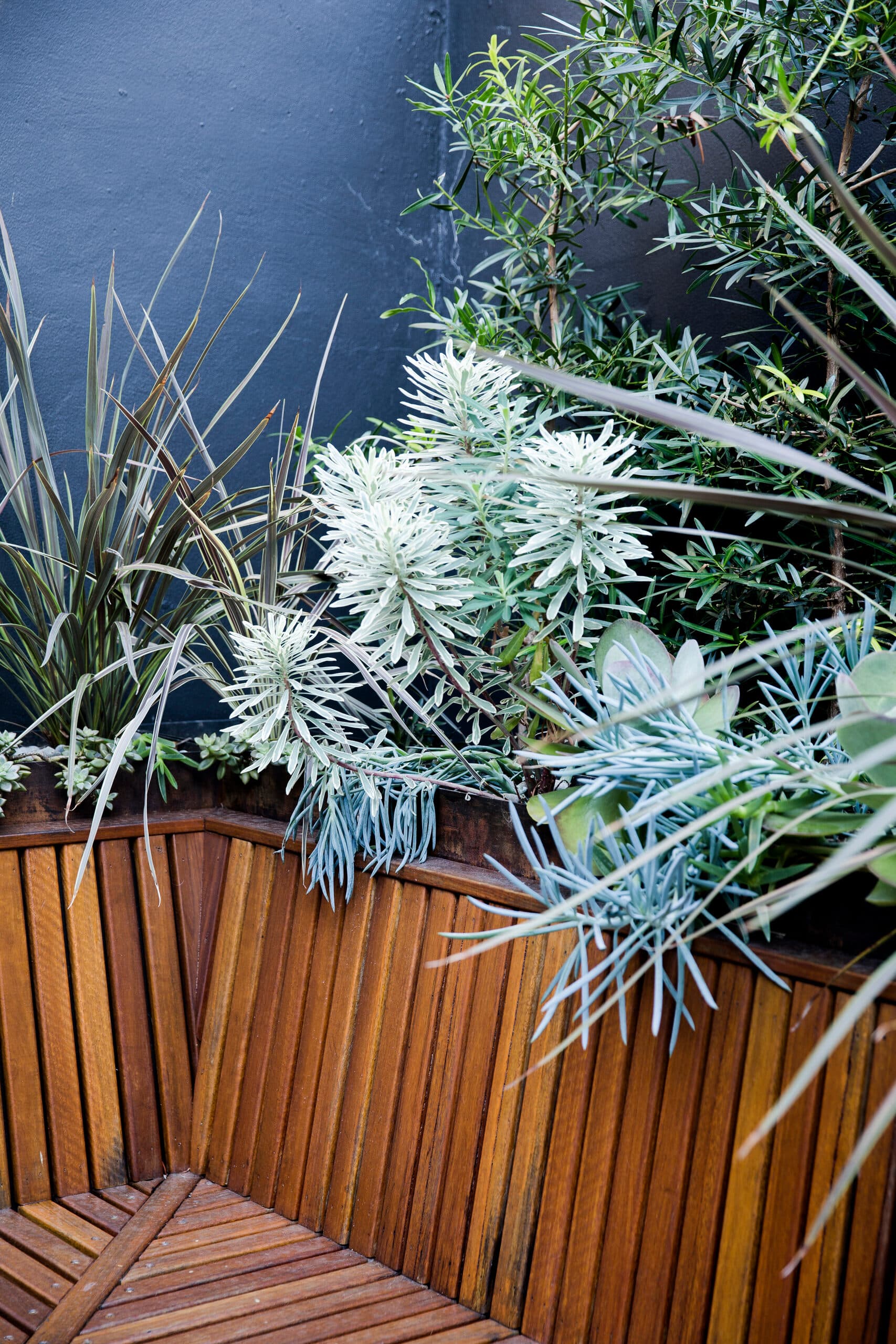 Silvery euphorbia and blue foliage tumbling over a timber planter corner
