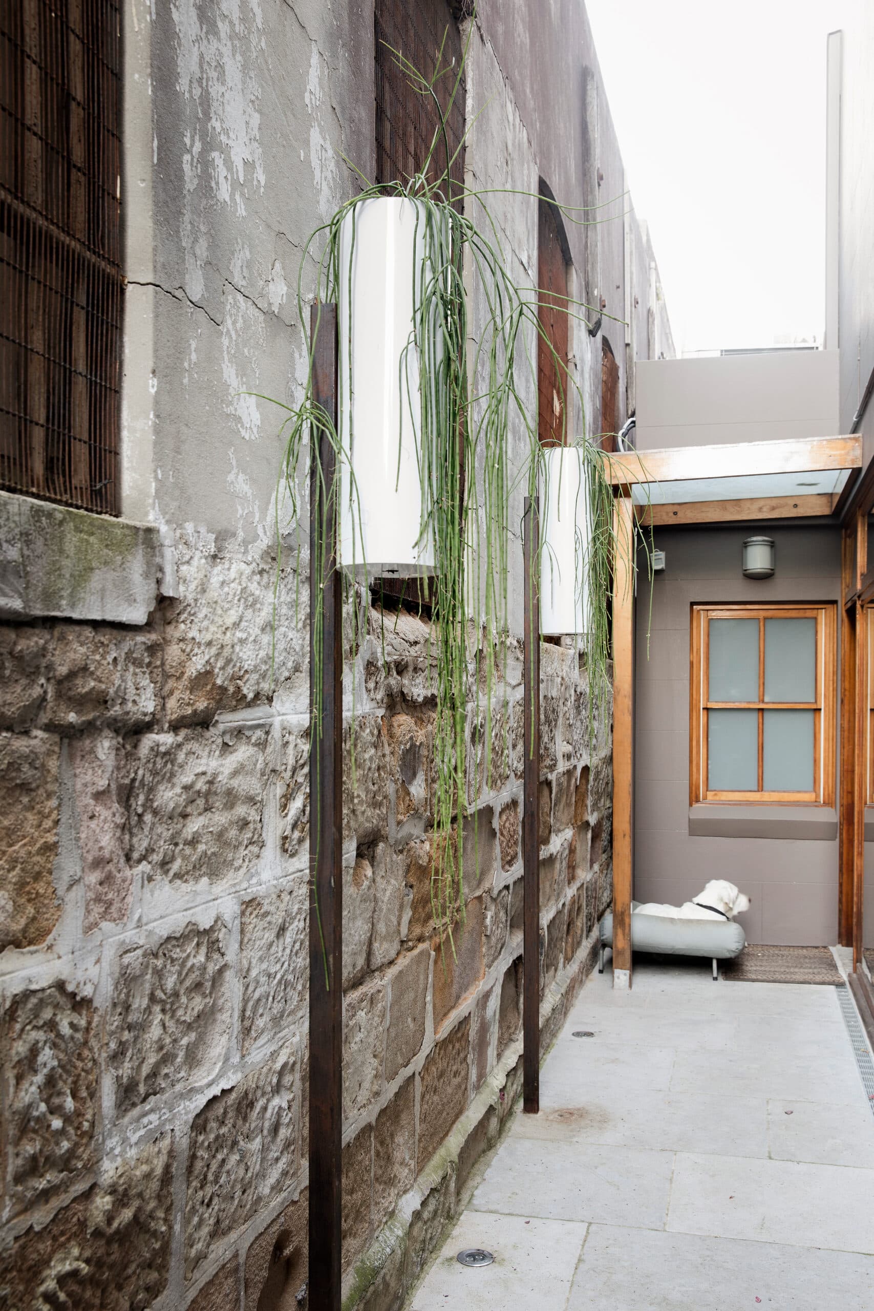 Trailing plants in tall white pots line a narrow sandstone side passage