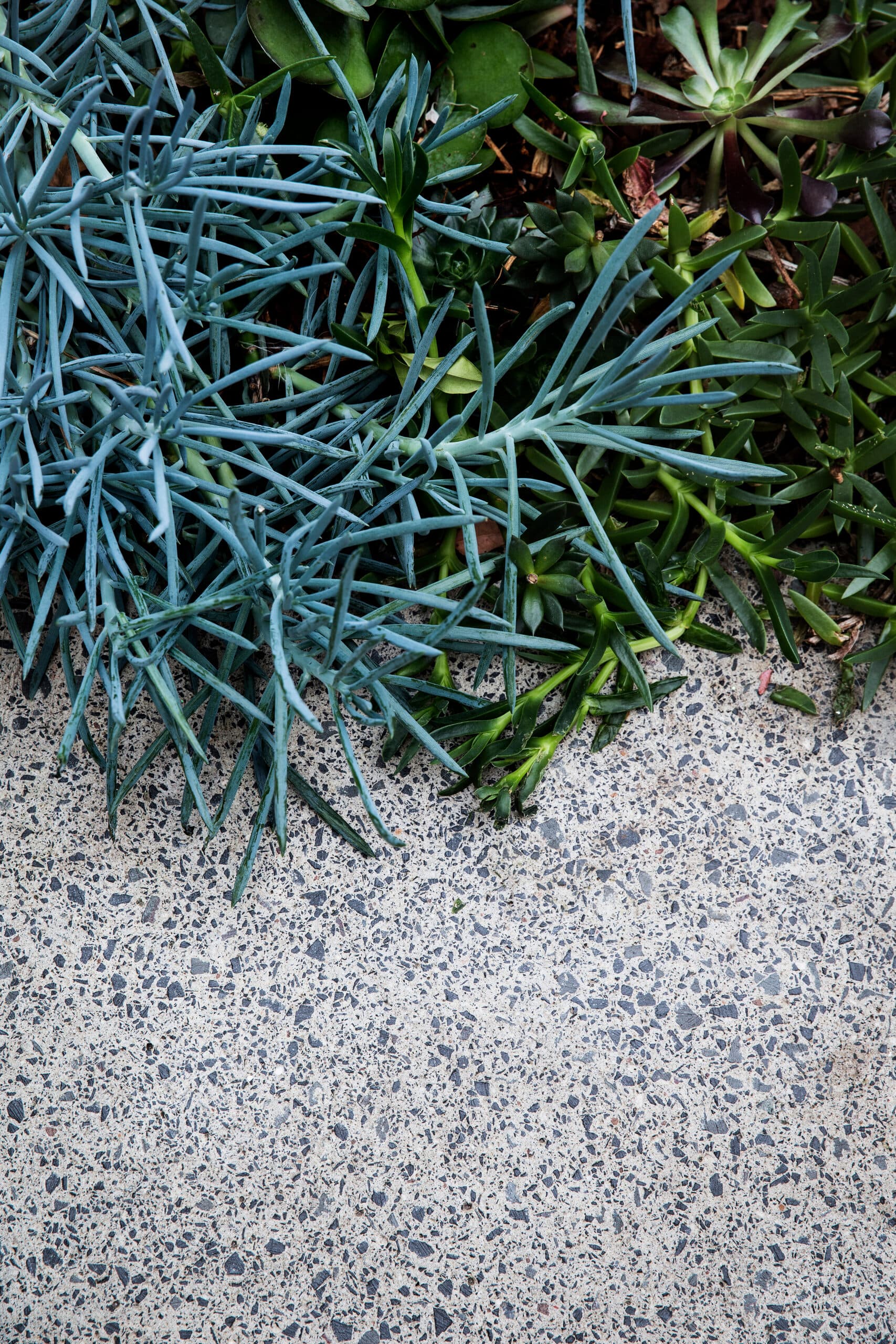 Blue chalksticks and green succulents spilling onto speckled terrazzo paving