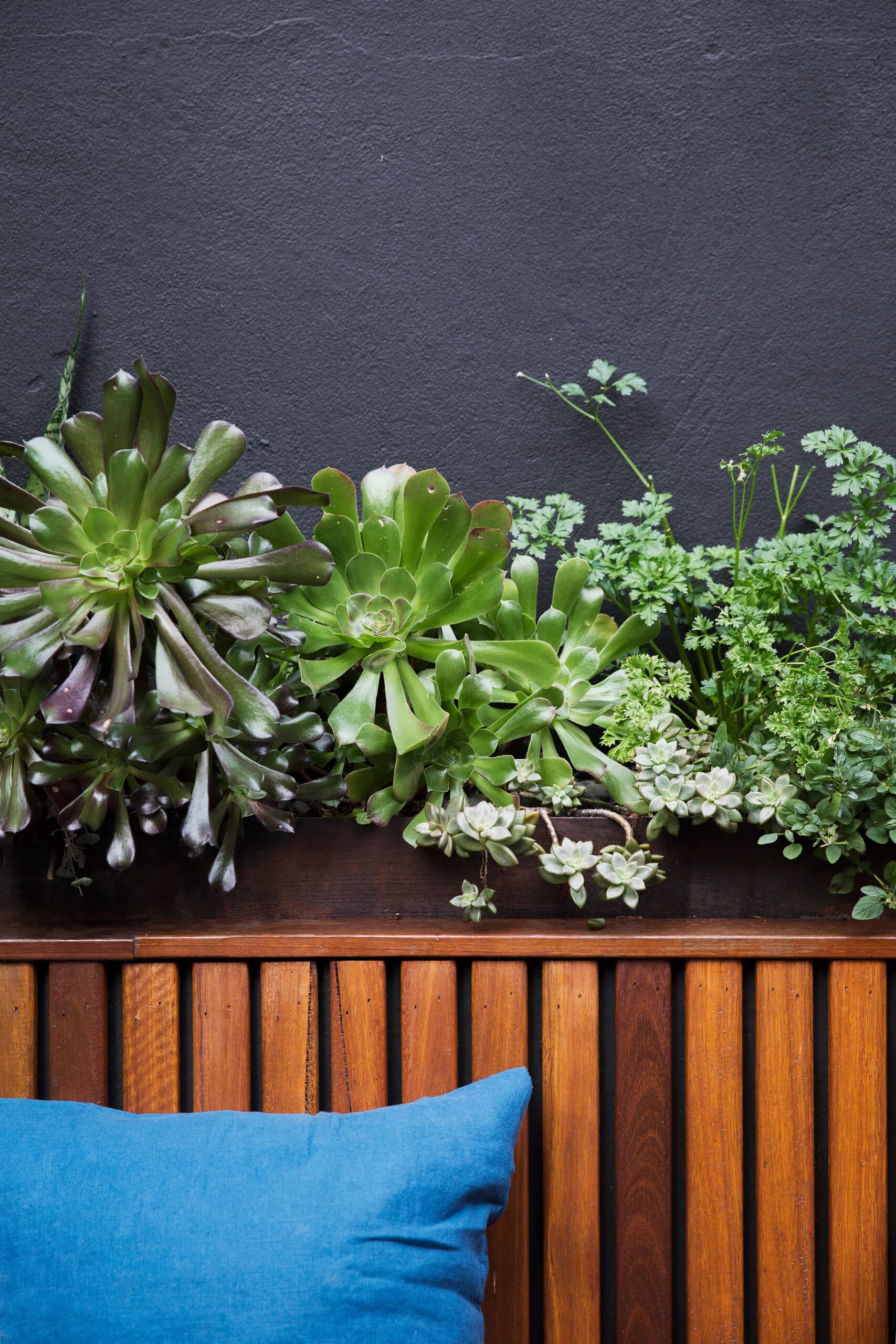 Succulents and herbs spilling from a planter above a timber slat bench