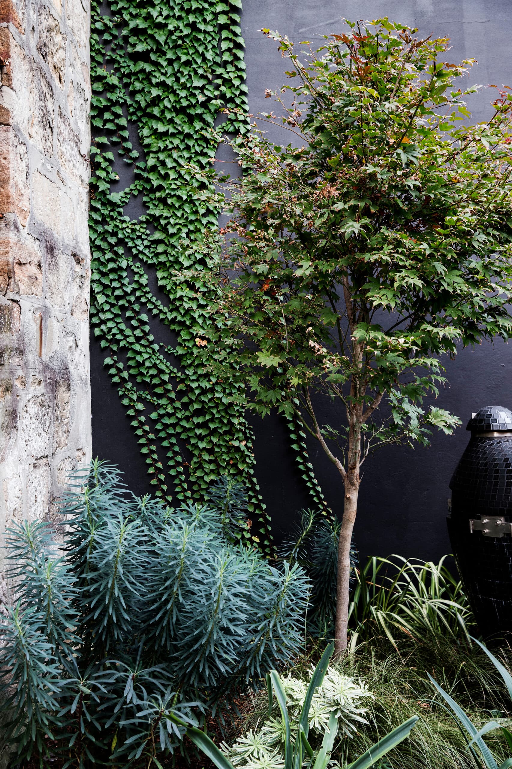 Slender maple and climbing ivy against a charcoal wall with silvery euphorbia