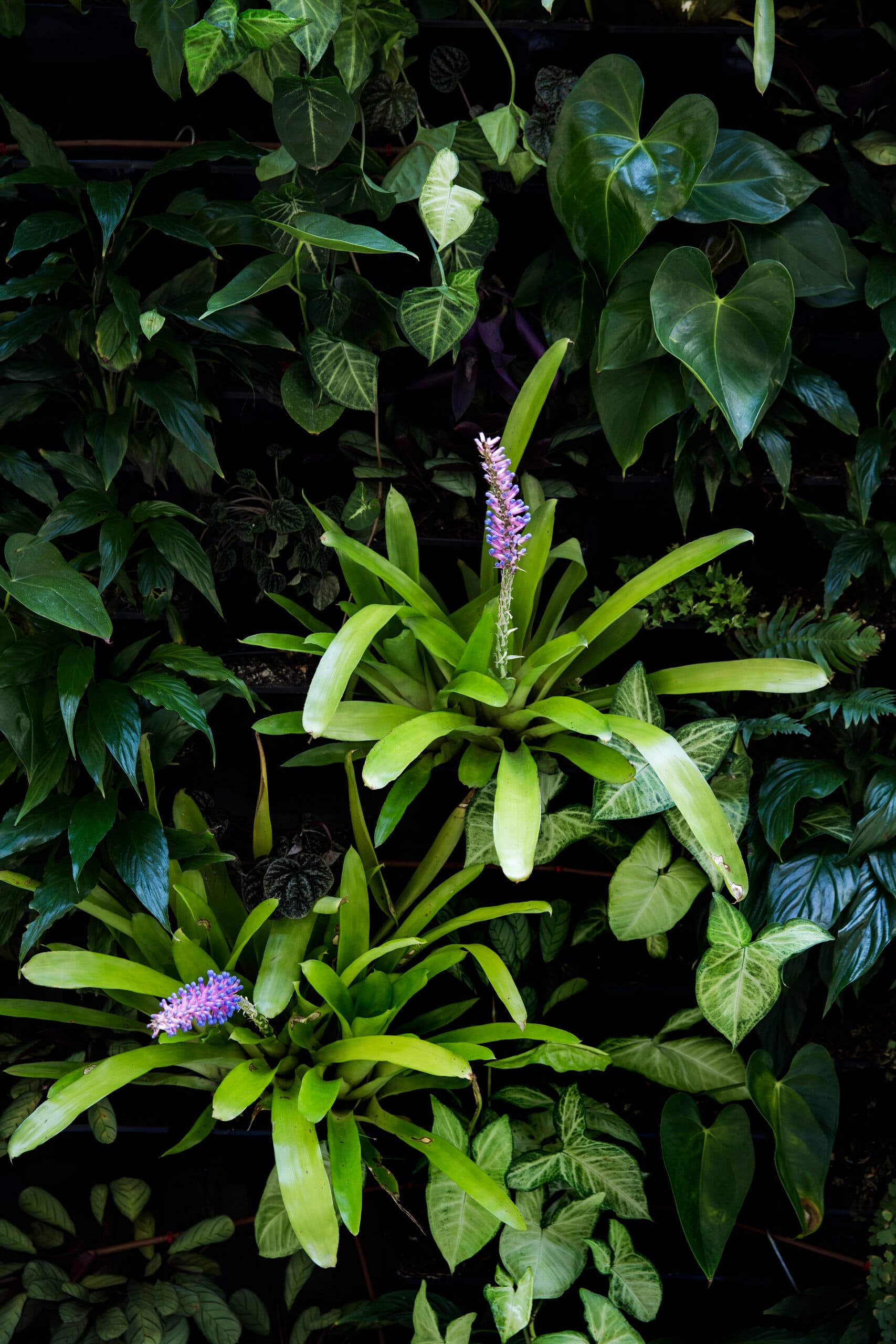 Vertical garden detail of chartreuse bromeliads sending up violet flower spikes