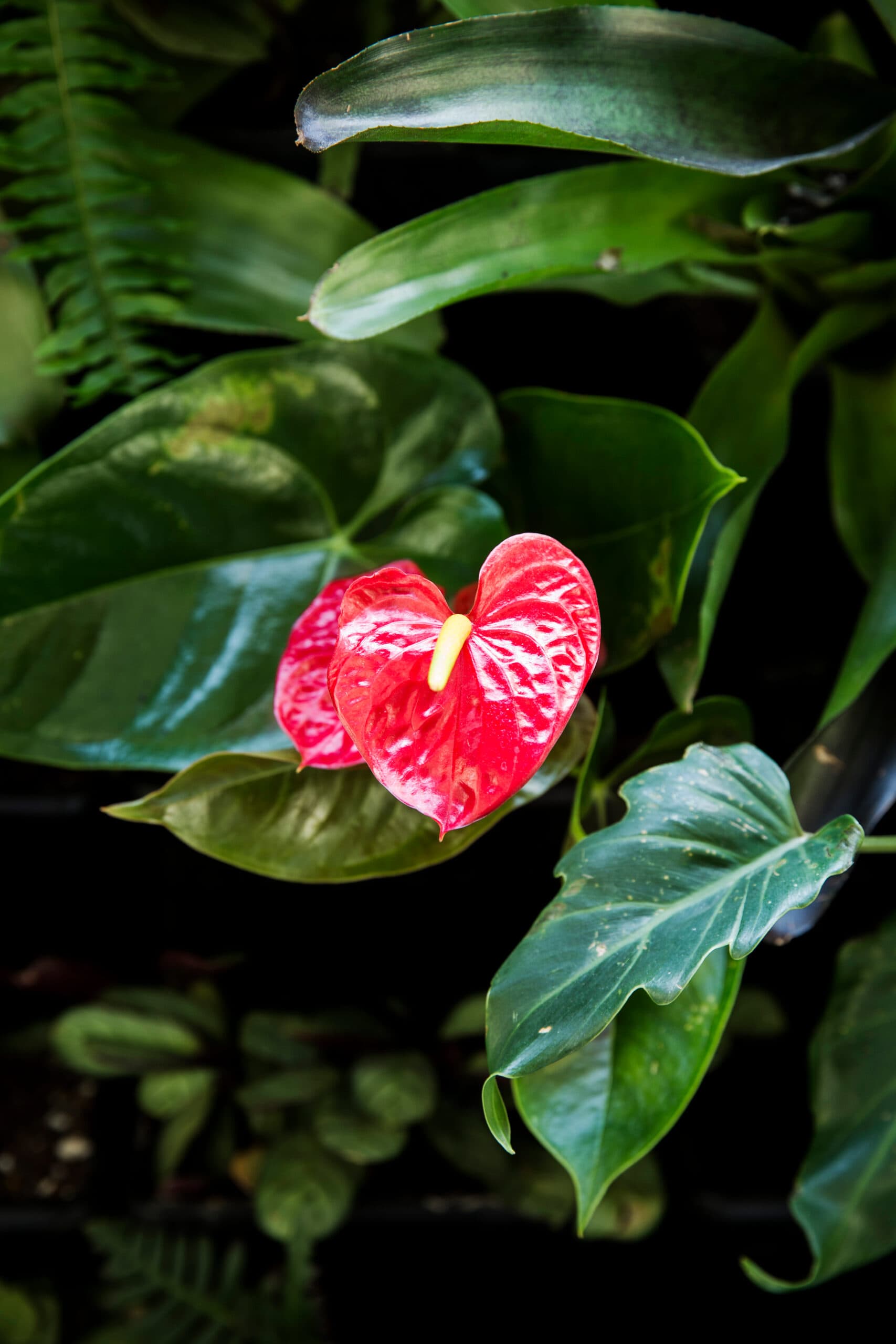 Glossy red heart-shaped anthurium bloom nestled among deep green foliage