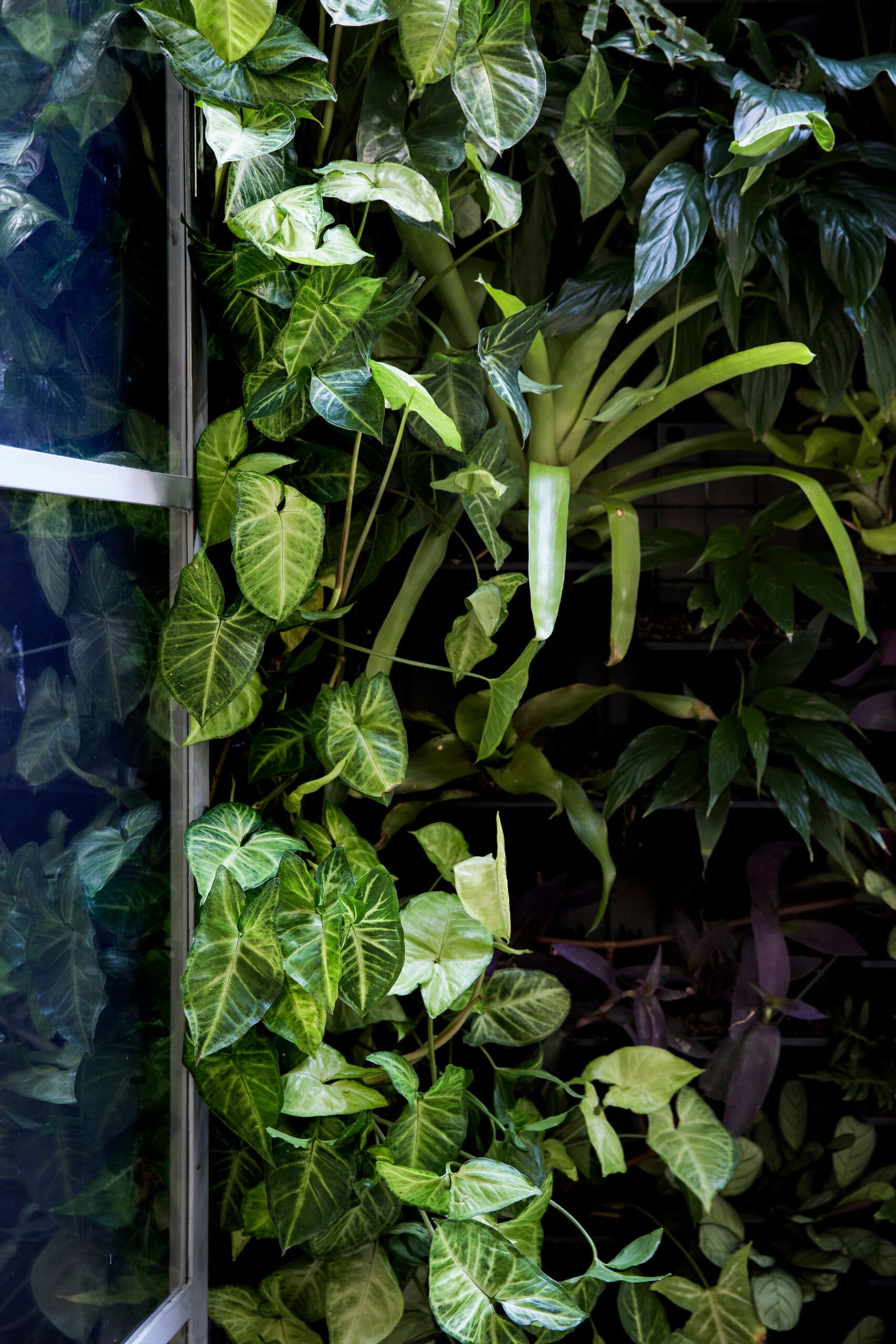 Silvery arrowhead vine foliage trailing across a living wall beside a glazed door