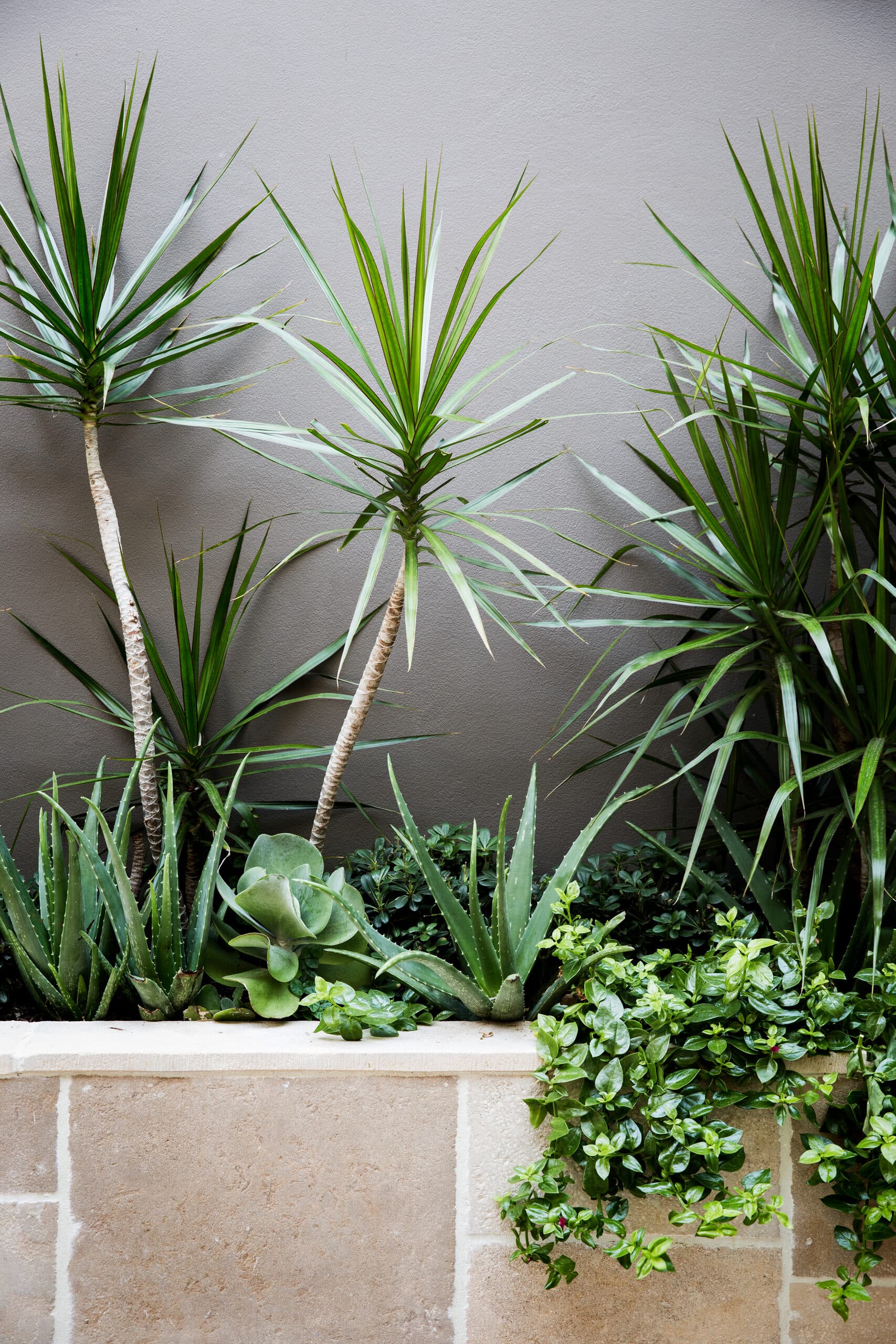 Aloe succulents and trailing groundcover spilling over a rendered sandstone planter wall