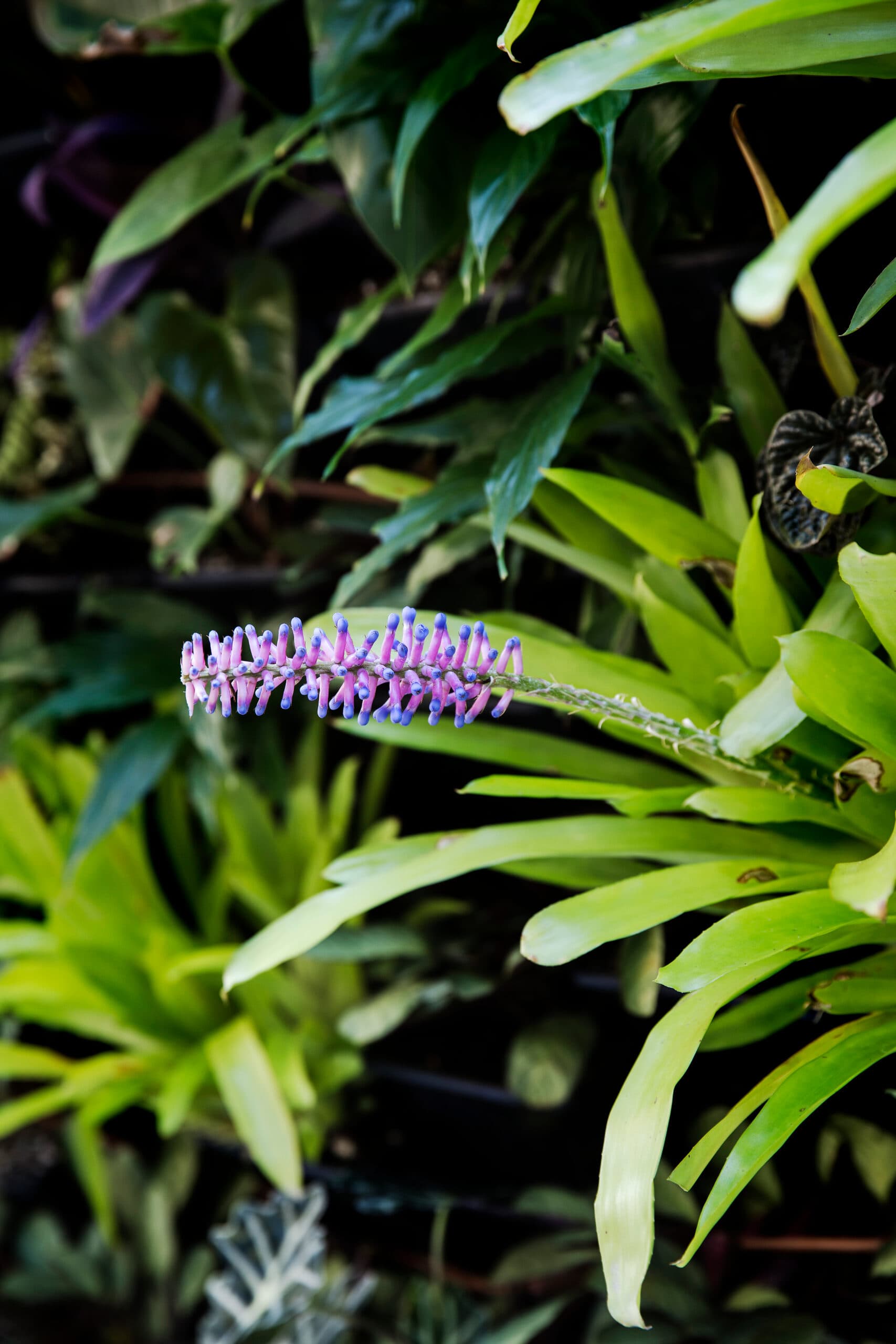 Slender pink and blue bromeliad flower spike arching from a vertical garden