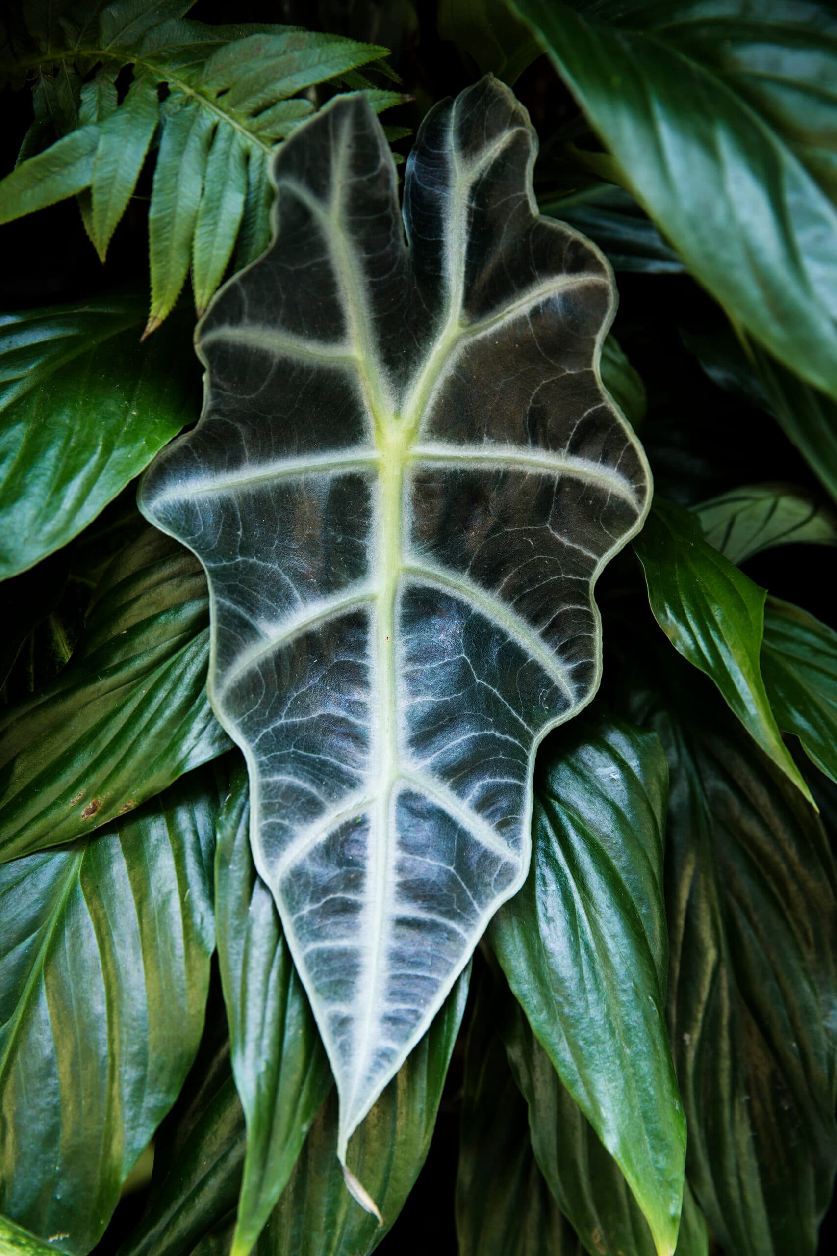 Close study of a dark Alocasia leaf traced with pale silver veins