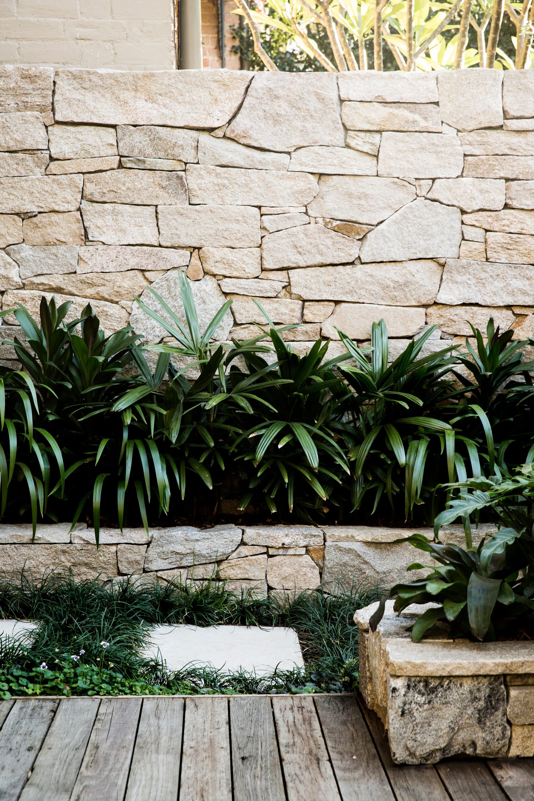 Lady palms and birds nest fern set into a dry-stone sandstone retaining wall above decking