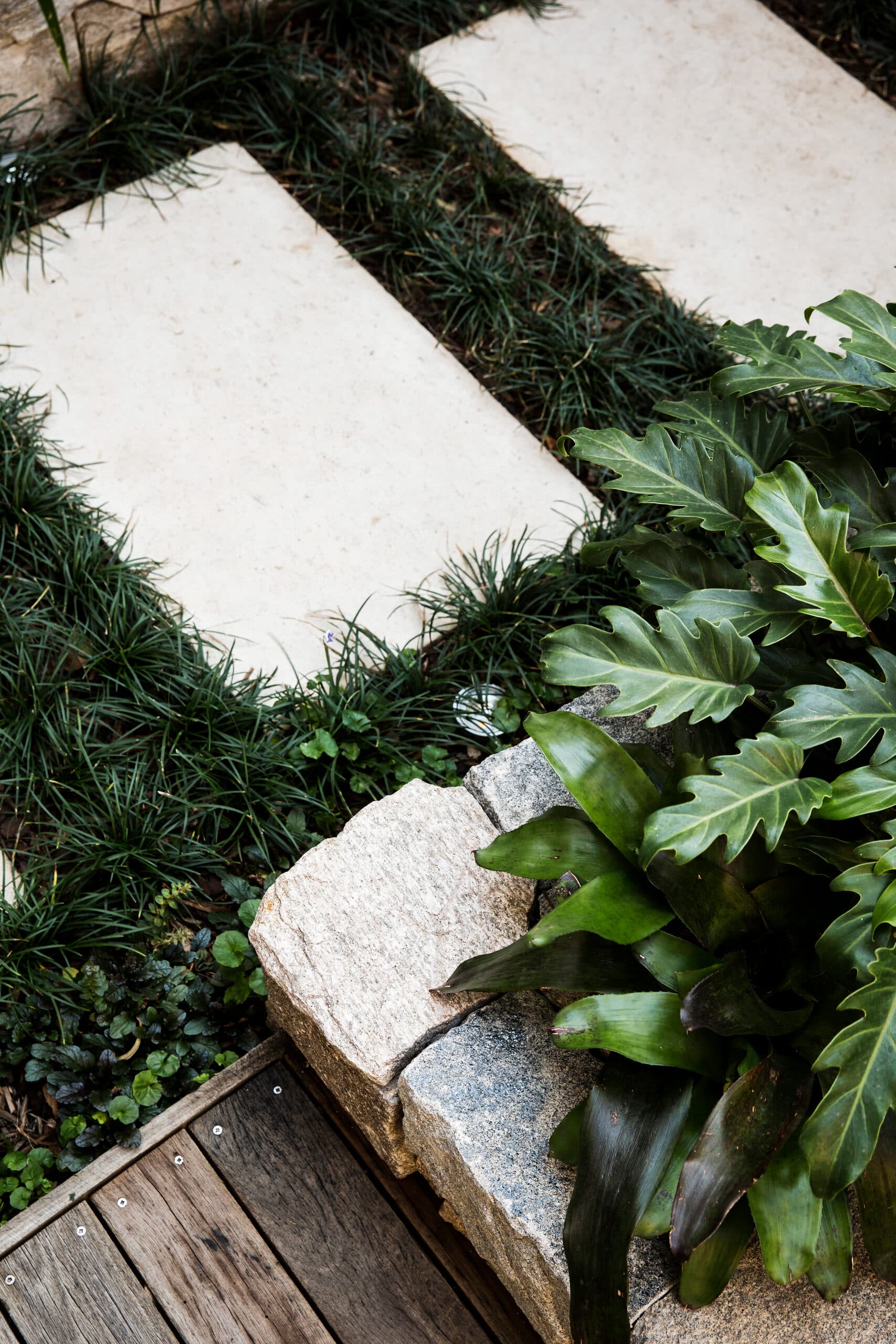 Overhead view of pale stepping pavers threaded through mondo grass beside a philodendron