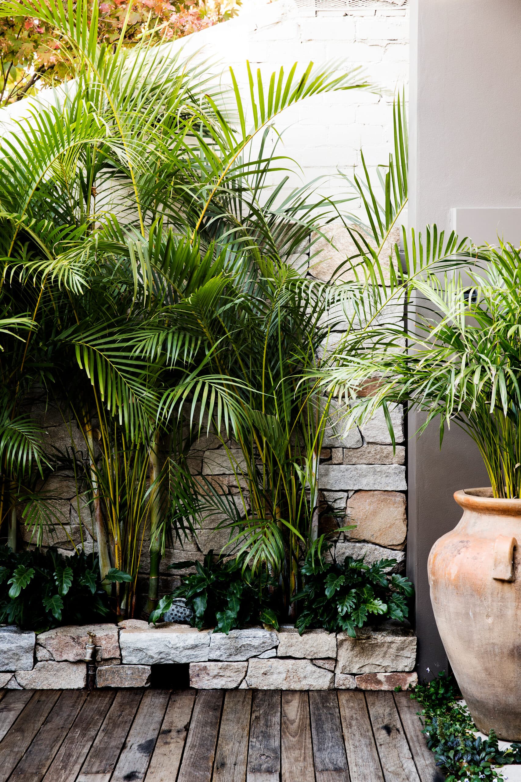 Golden cane palms rising from a rendered stone garden bed above weathered timber decking