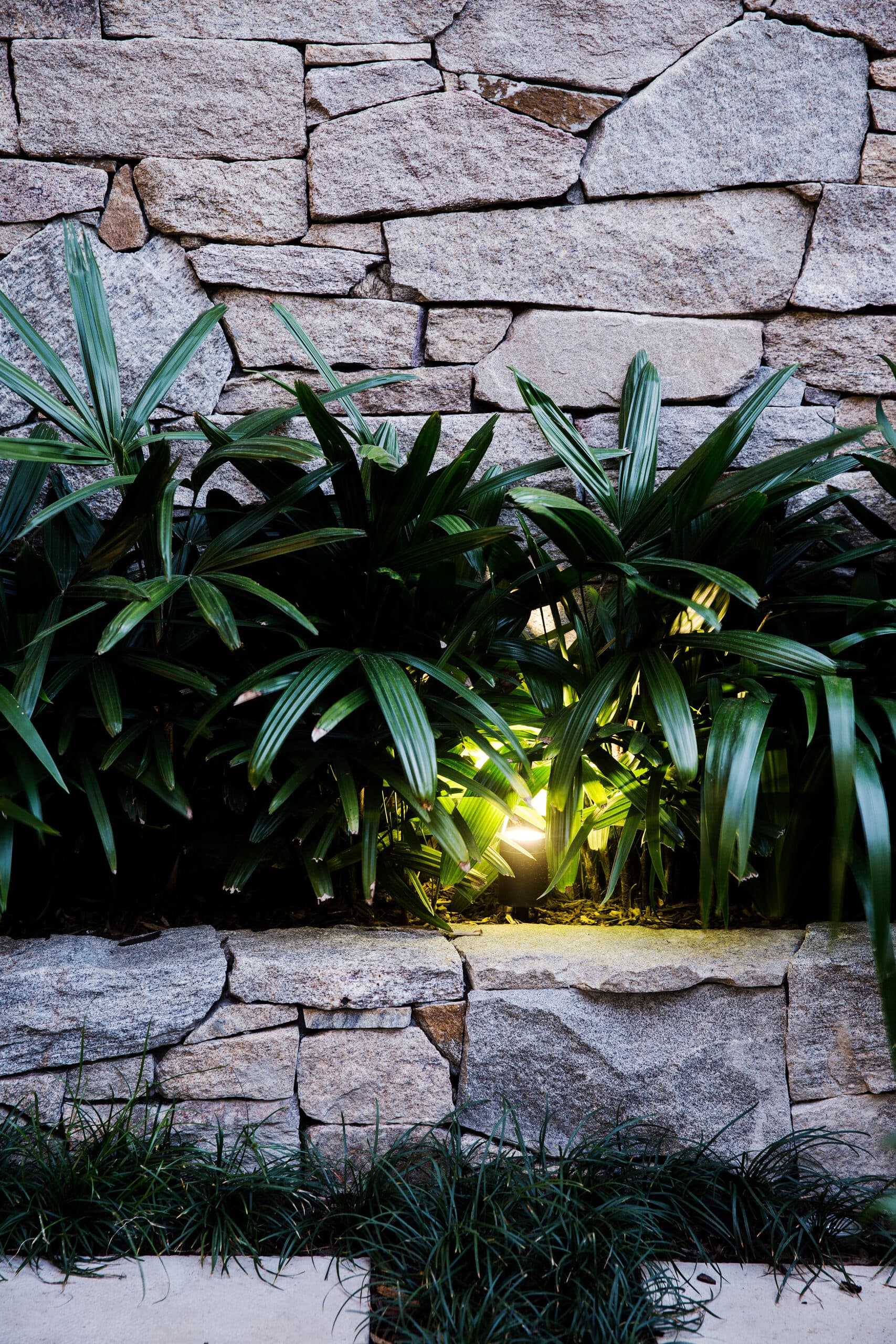 Uplit lady palm fronds glowing against a stone wall at night