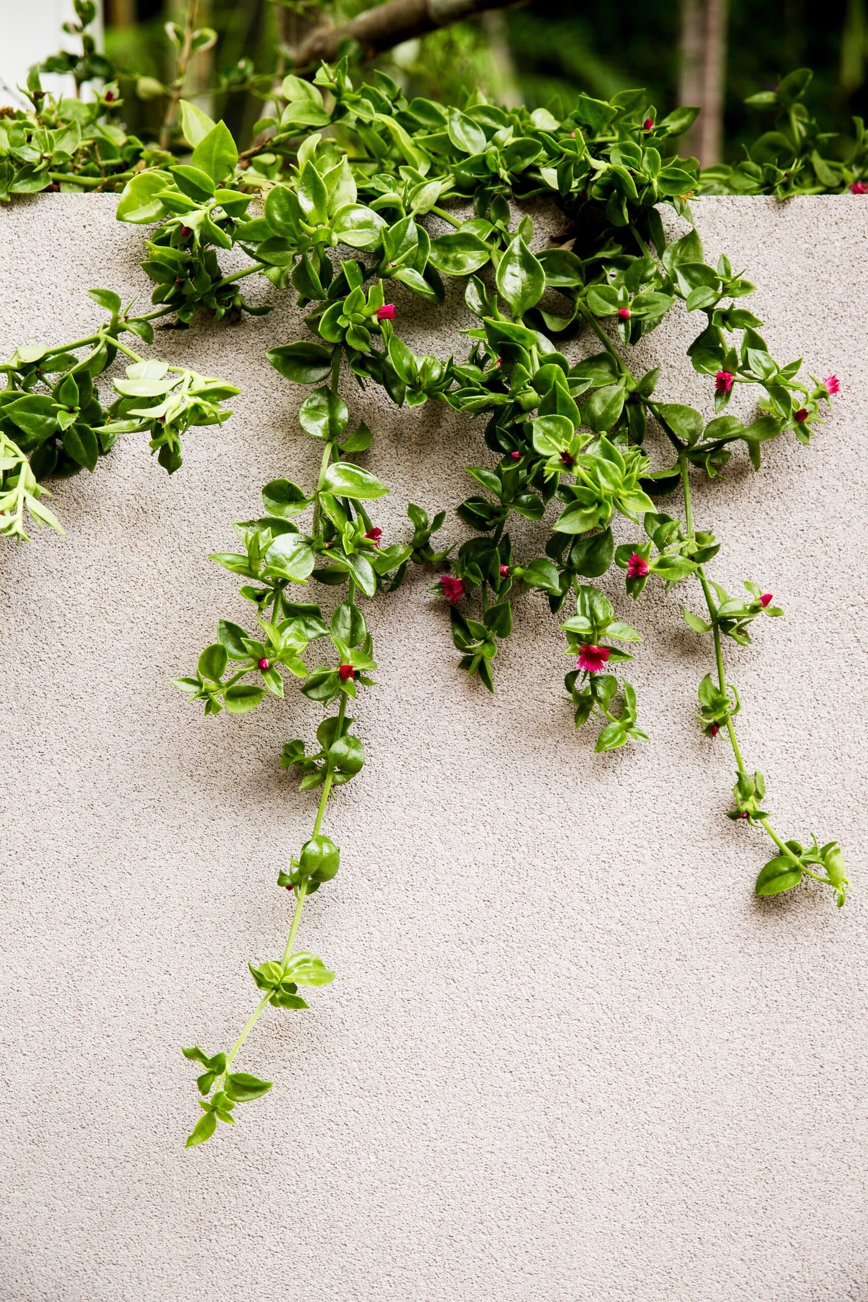 Pigface succulent with pink flowers spilling over a textured rendered wall