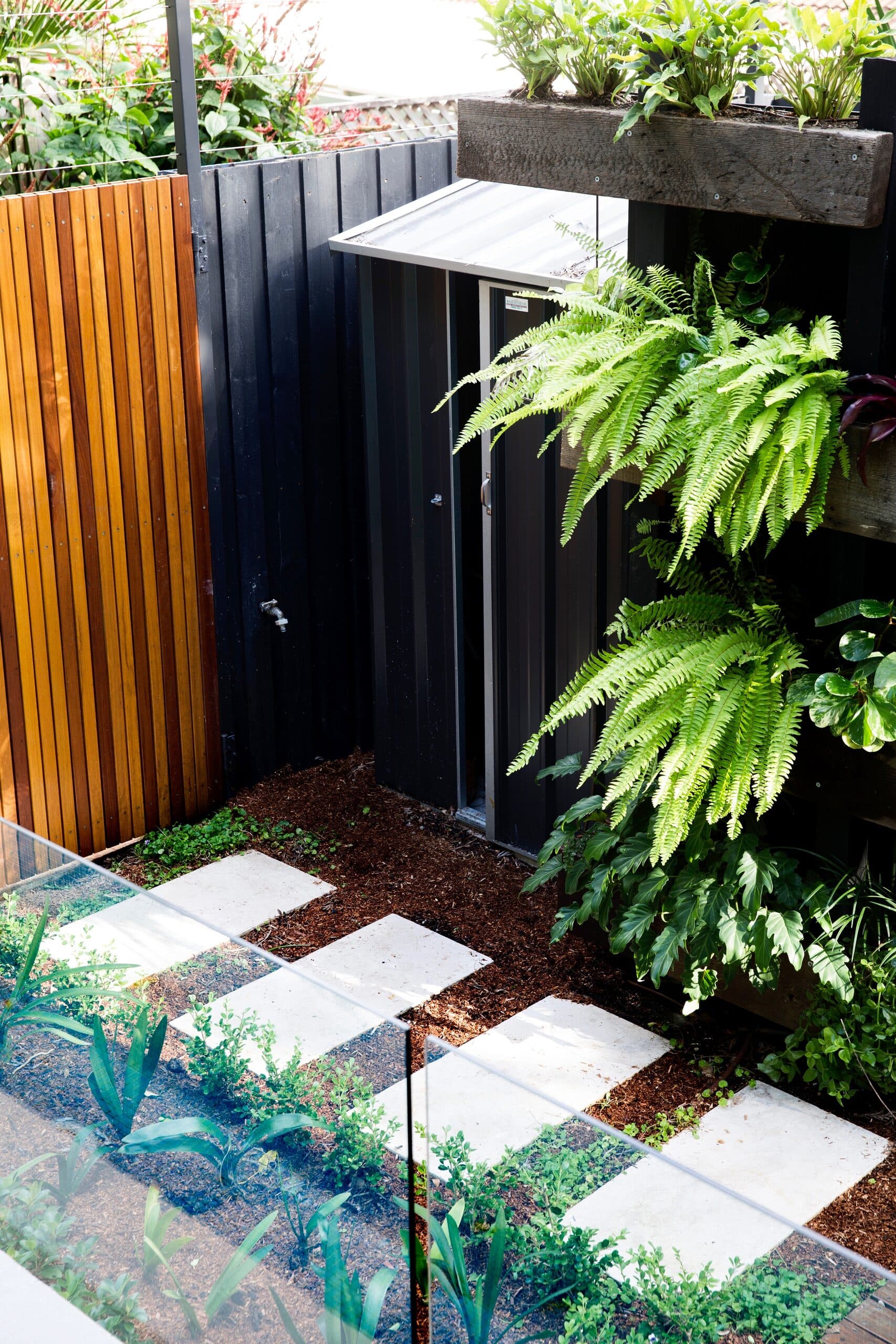 Stepping stone path through groundcover past a slimline shed and a tall fern against a black fence
