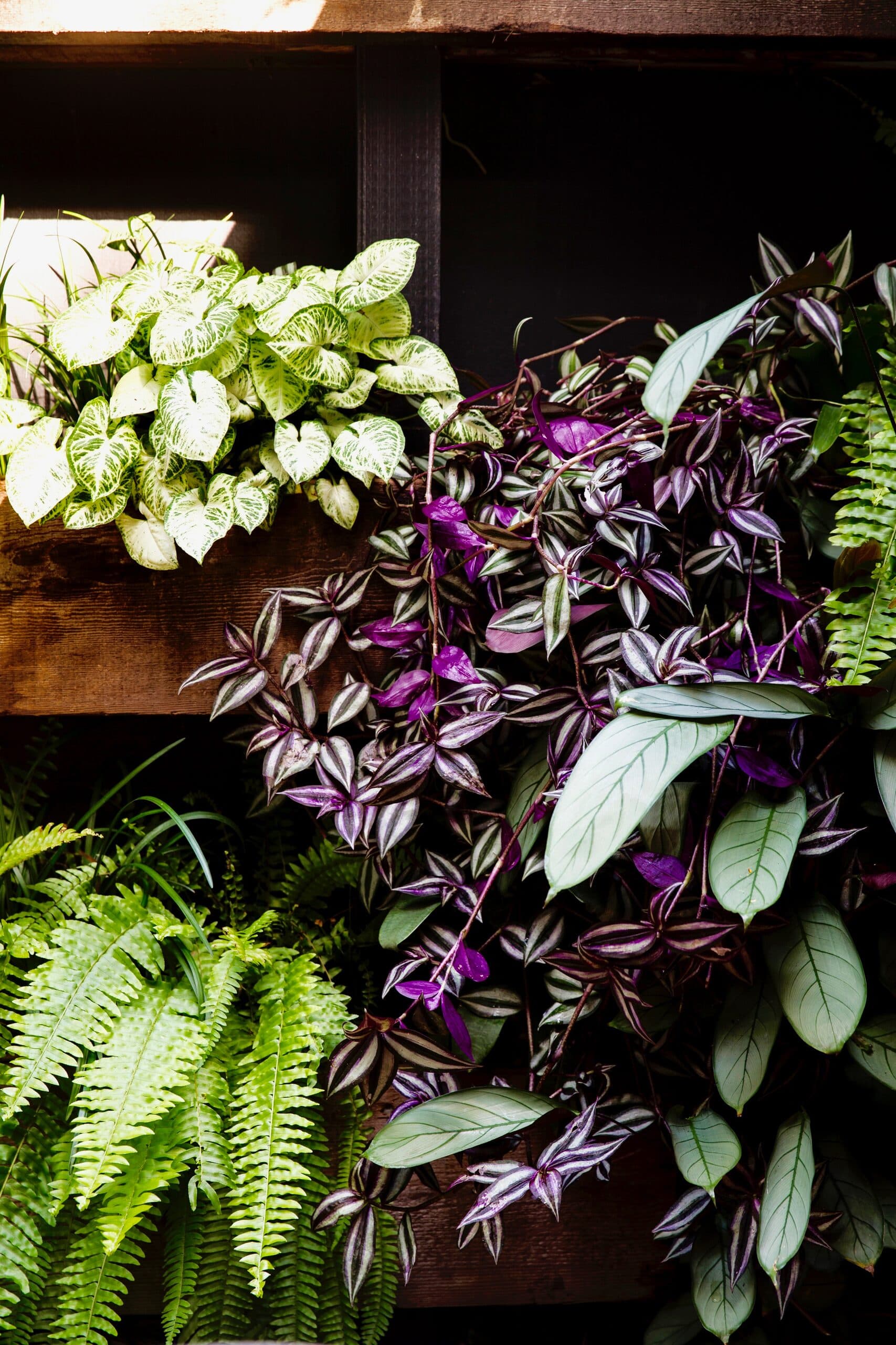 Close up of a living wall mixing bright ferns with purple wandering jew and striped foliage