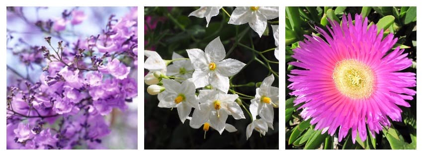 Three spring and summer bloomers, purple jacaranda, white potato vine and pink pigface