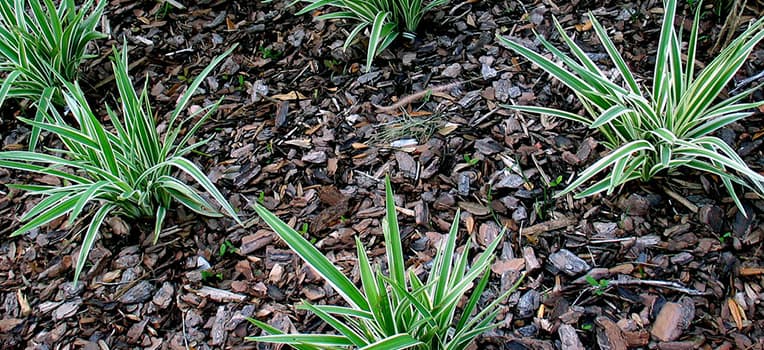 Variegated strappy plants set into a freshly spread bark mulch bed
