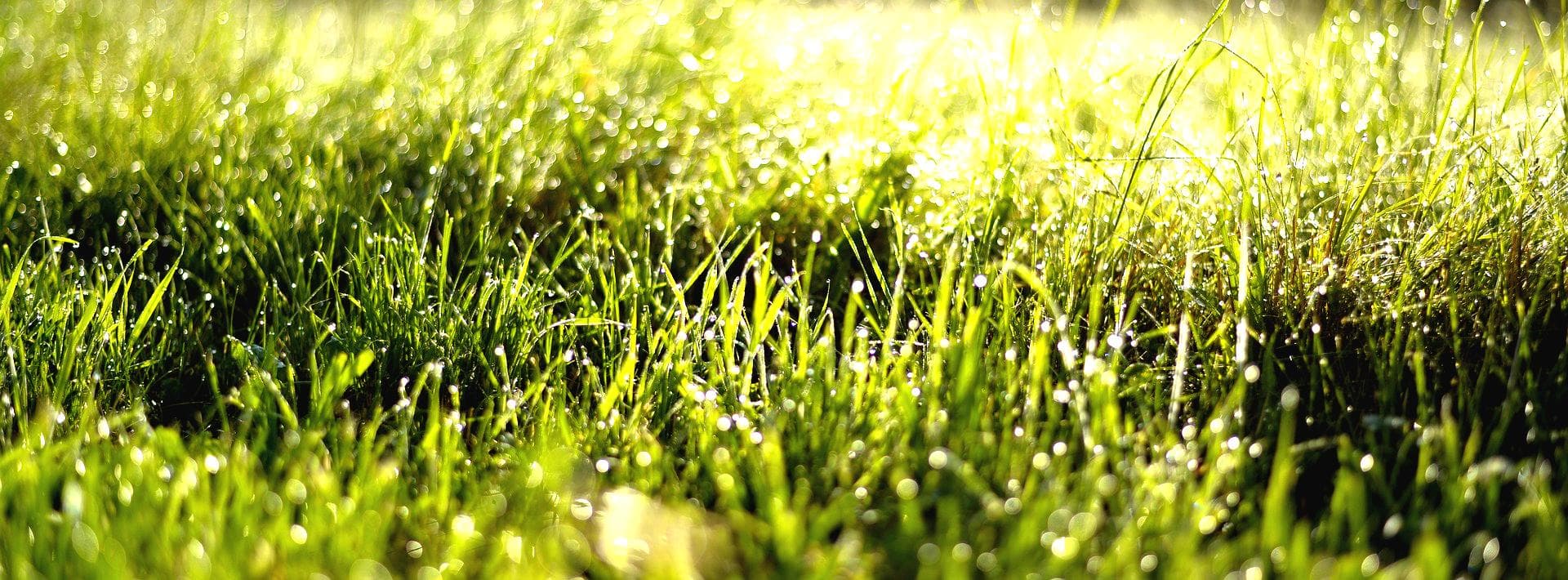 green grass