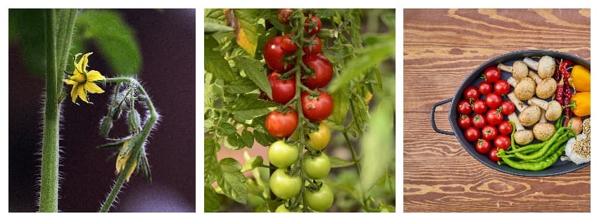 Growing tomatoes, a yellow flower, a ripening truss on the vine and a bowl of harvested vegetables