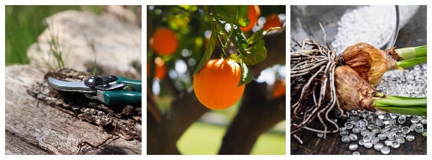 Autumn garden tasks, sharpened secateurs, ripening citrus and bulbs ready to plant
