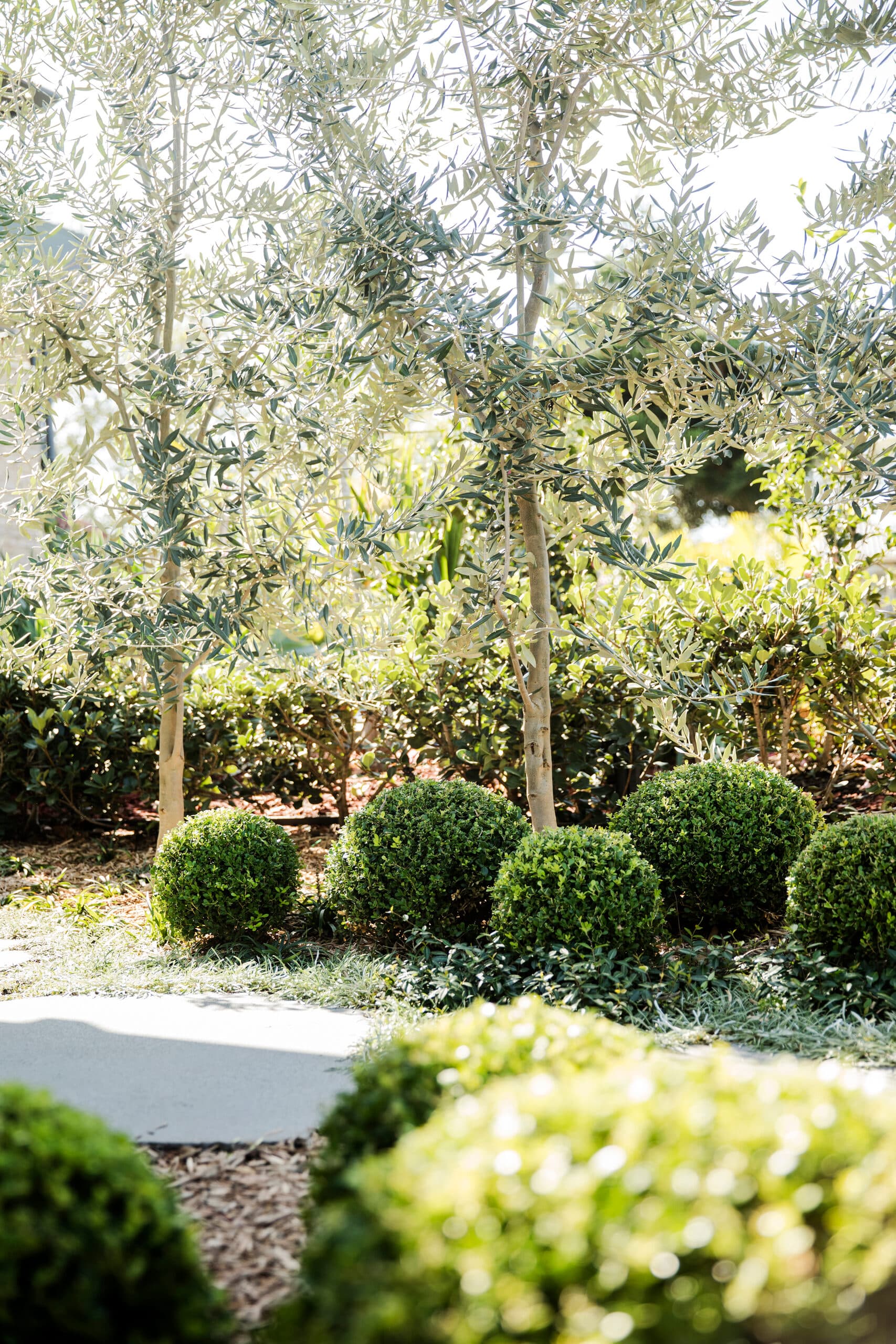 Slender olive trees underplanted with neat box ball topiary in soft sunlight