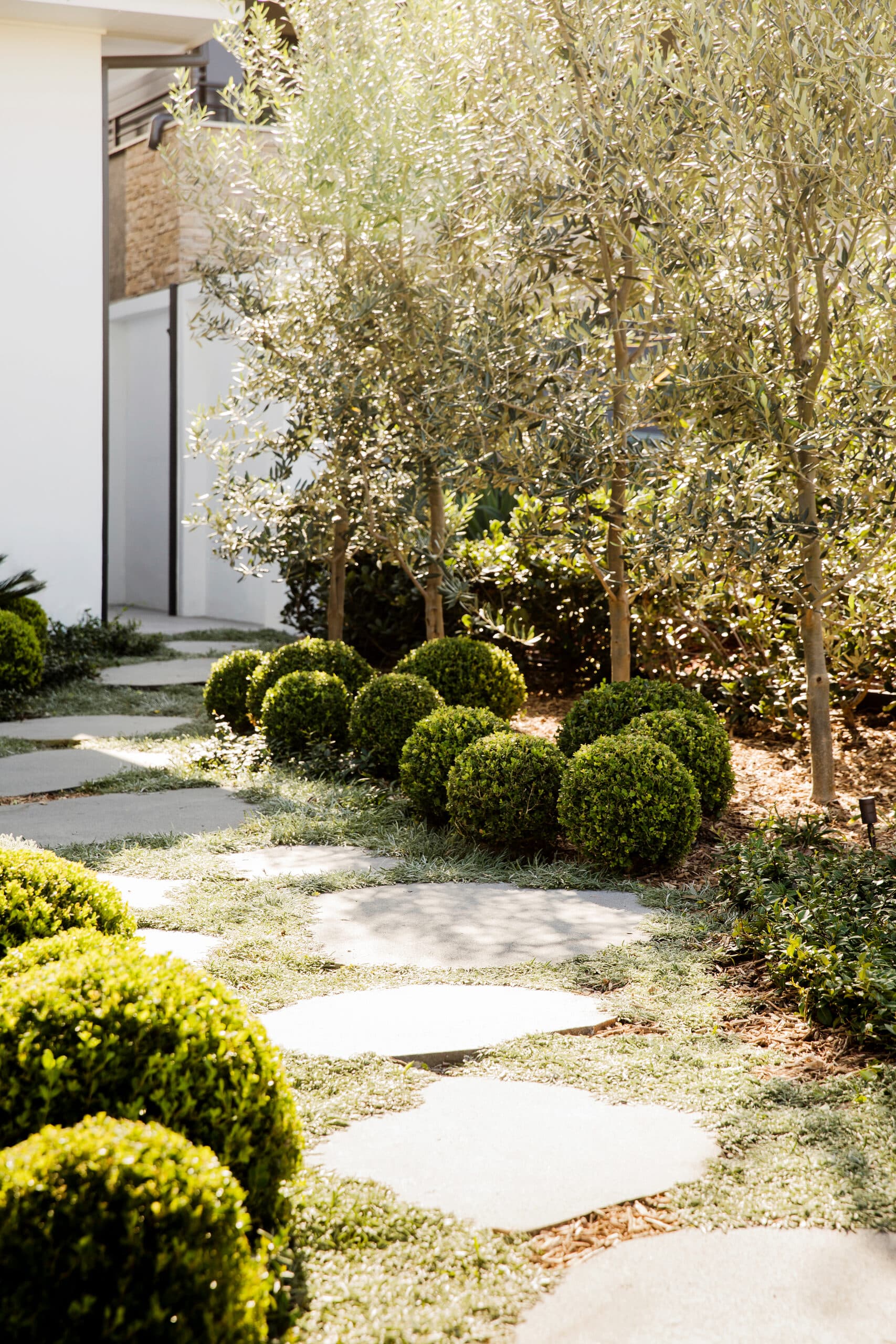 Round sandstone stepping stones winding between box balls under olive trees