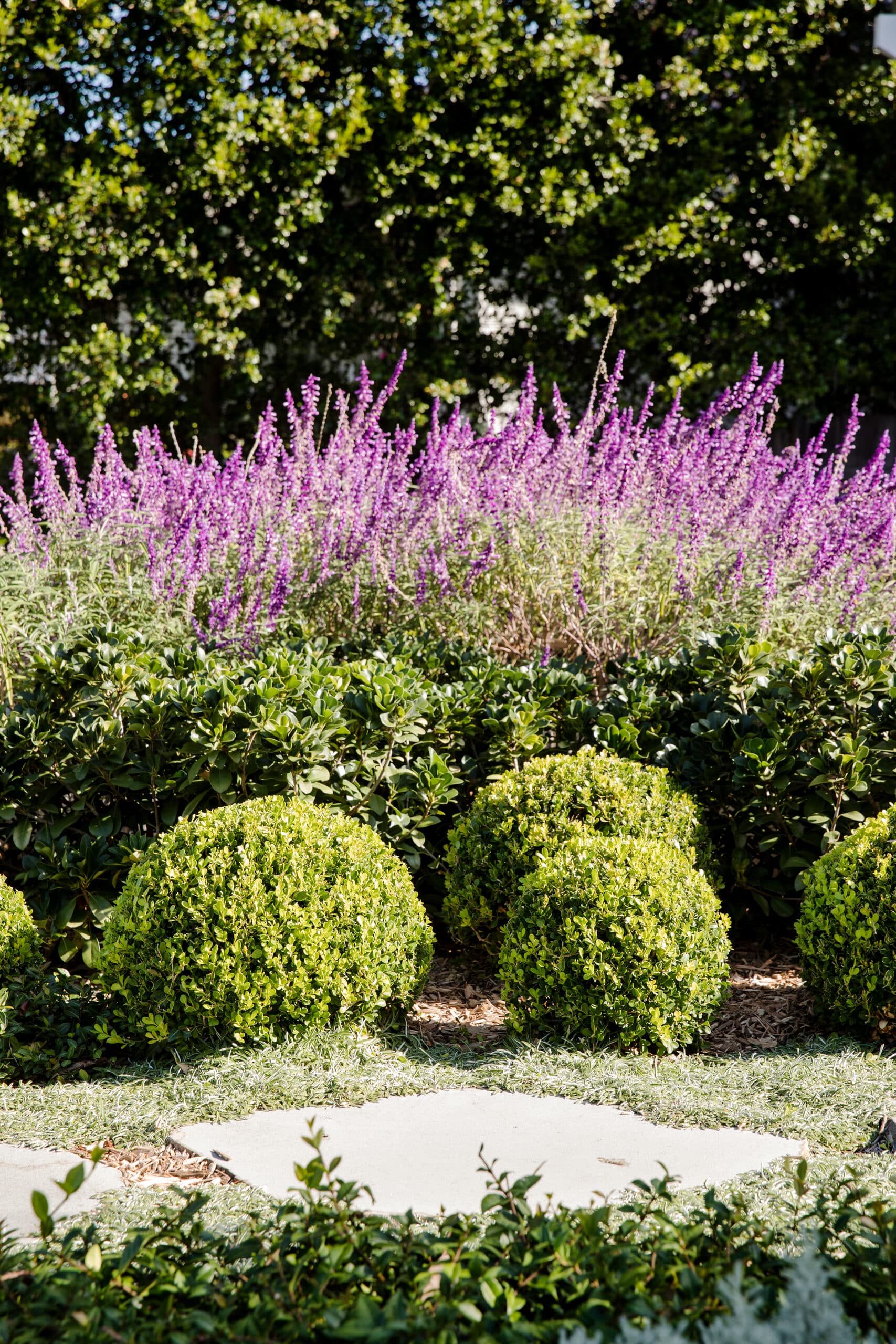 Vivid purple salvia rising behind rounded box balls and low silvery groundcover