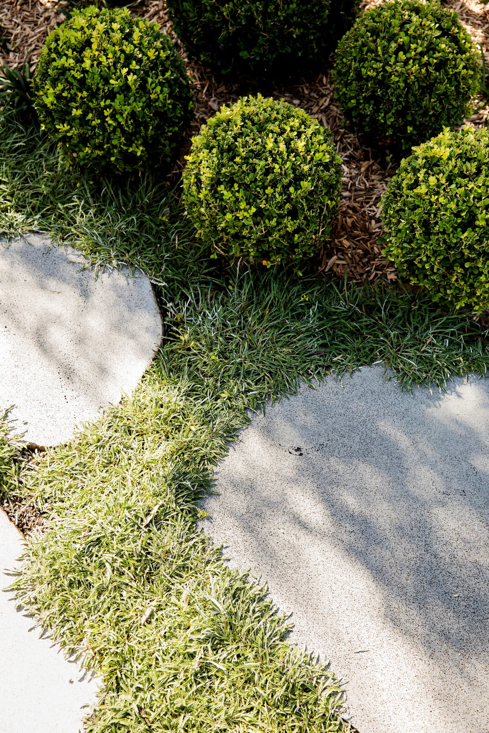 Close view of green box balls beside curved concrete pavers and tufted groundcover