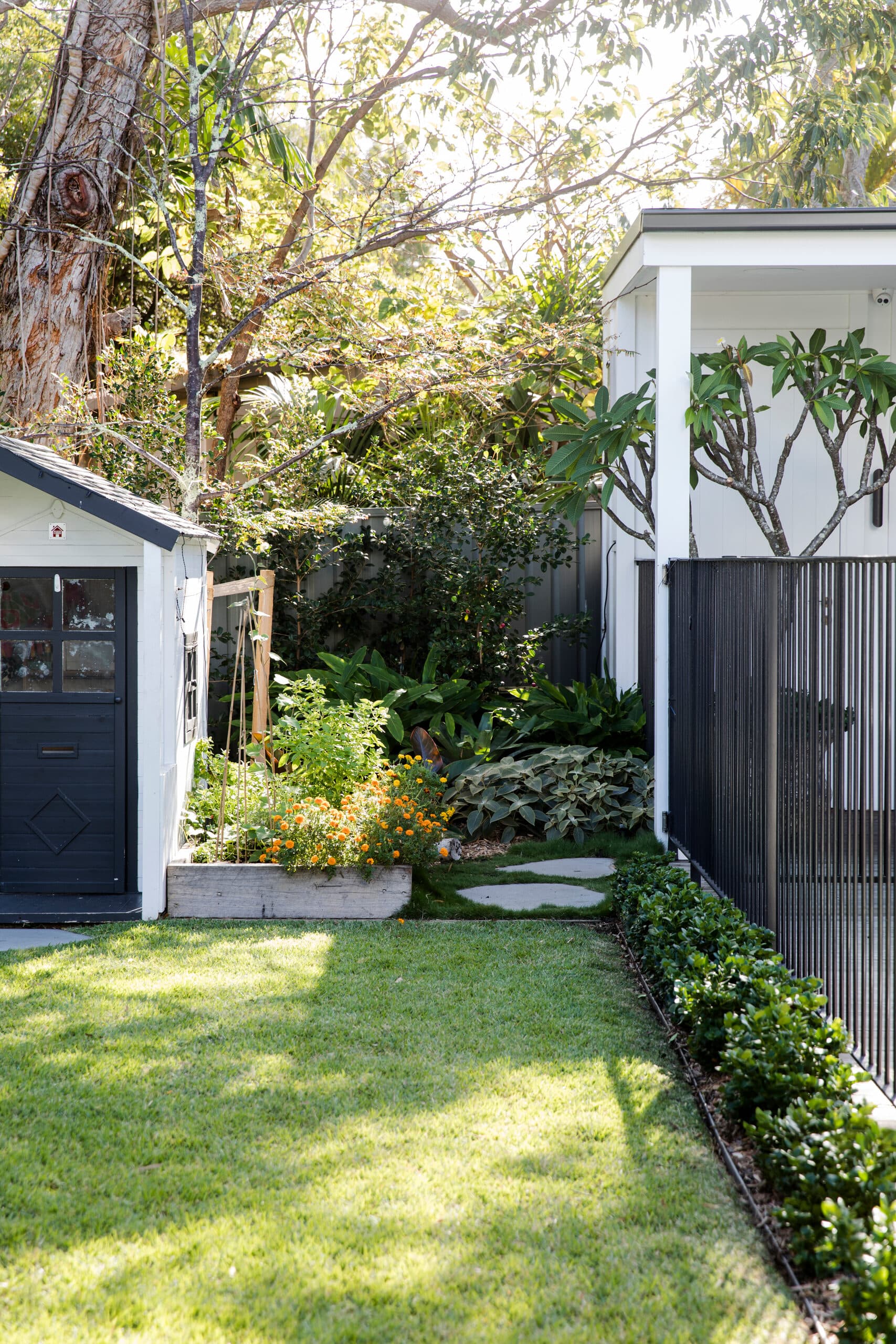 Back garden corner with navy garden shed, raised bed of marigolds and a black gate