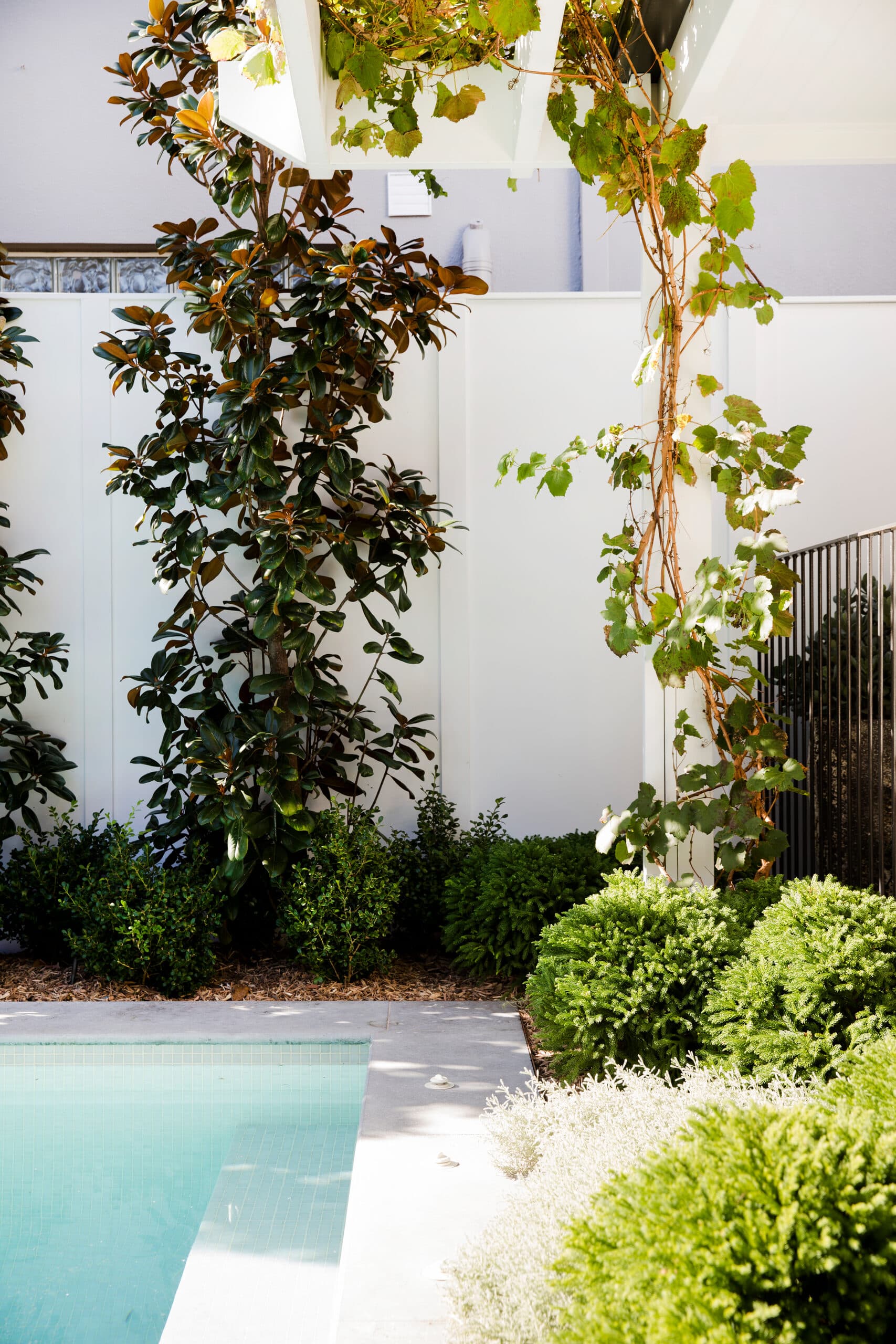 Grapevine and glossy magnolia climbing a pergola post beside the pool edge planting