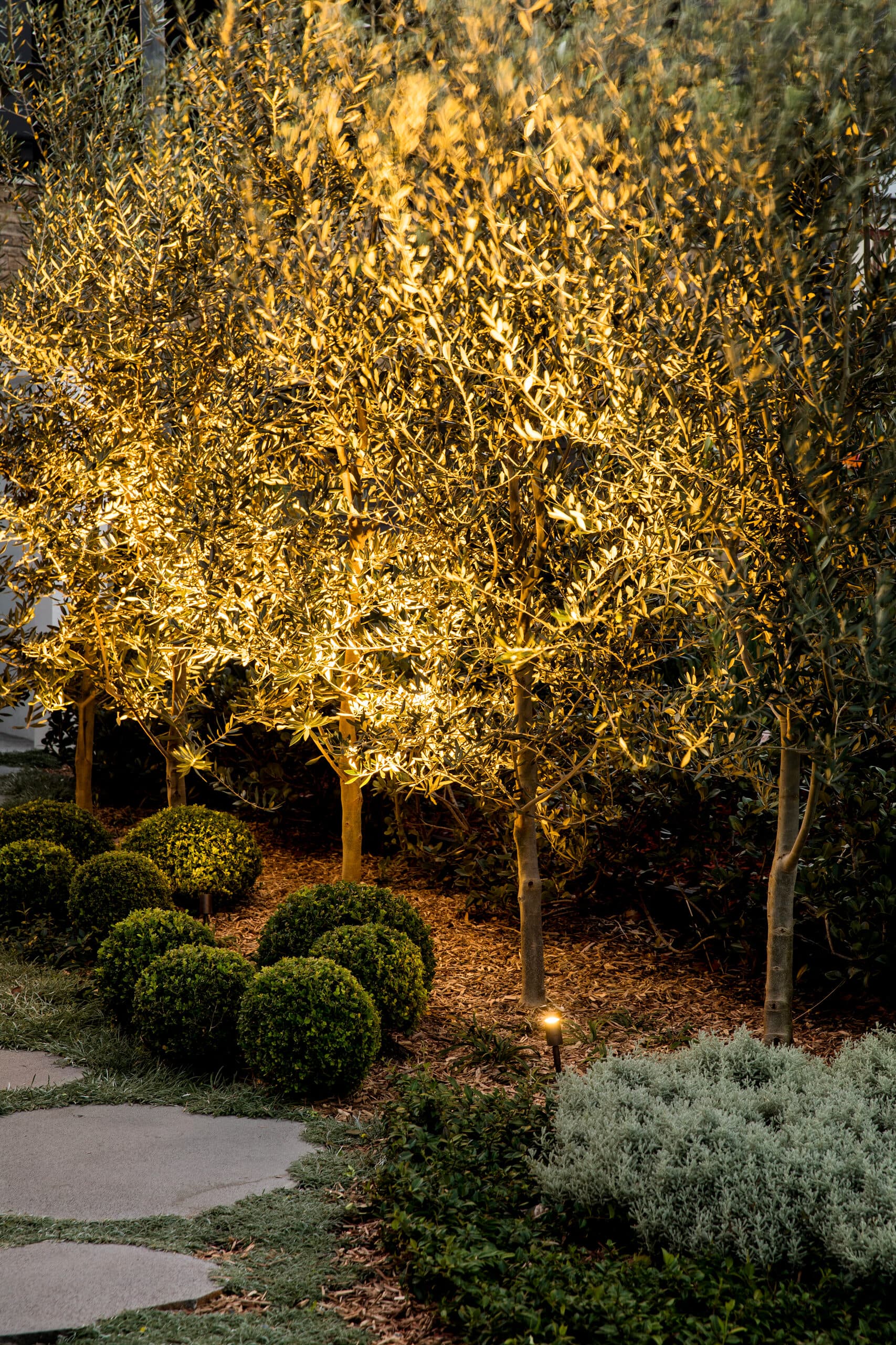 Olive trees uplit at twilight over rounded box hedging and a stone path edge