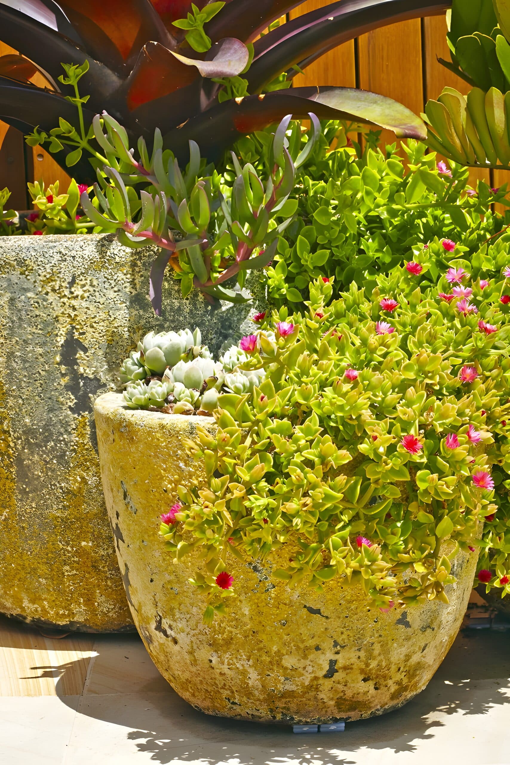 Weathered stone pots brimming with trailing succulents and pink flowering pigface