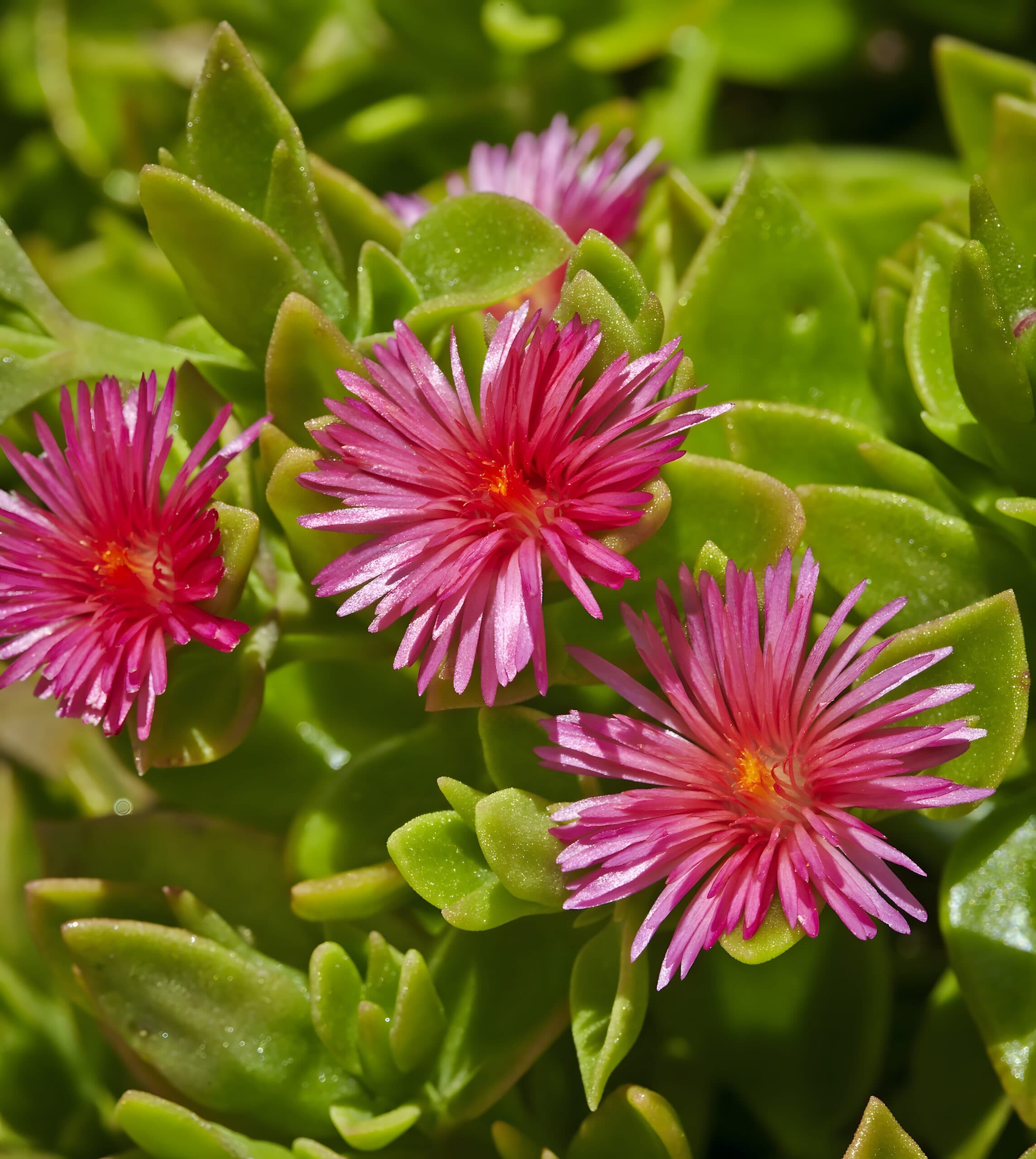 Close-up of vivid pink pigface flowers opening across fleshy green succulent foliage