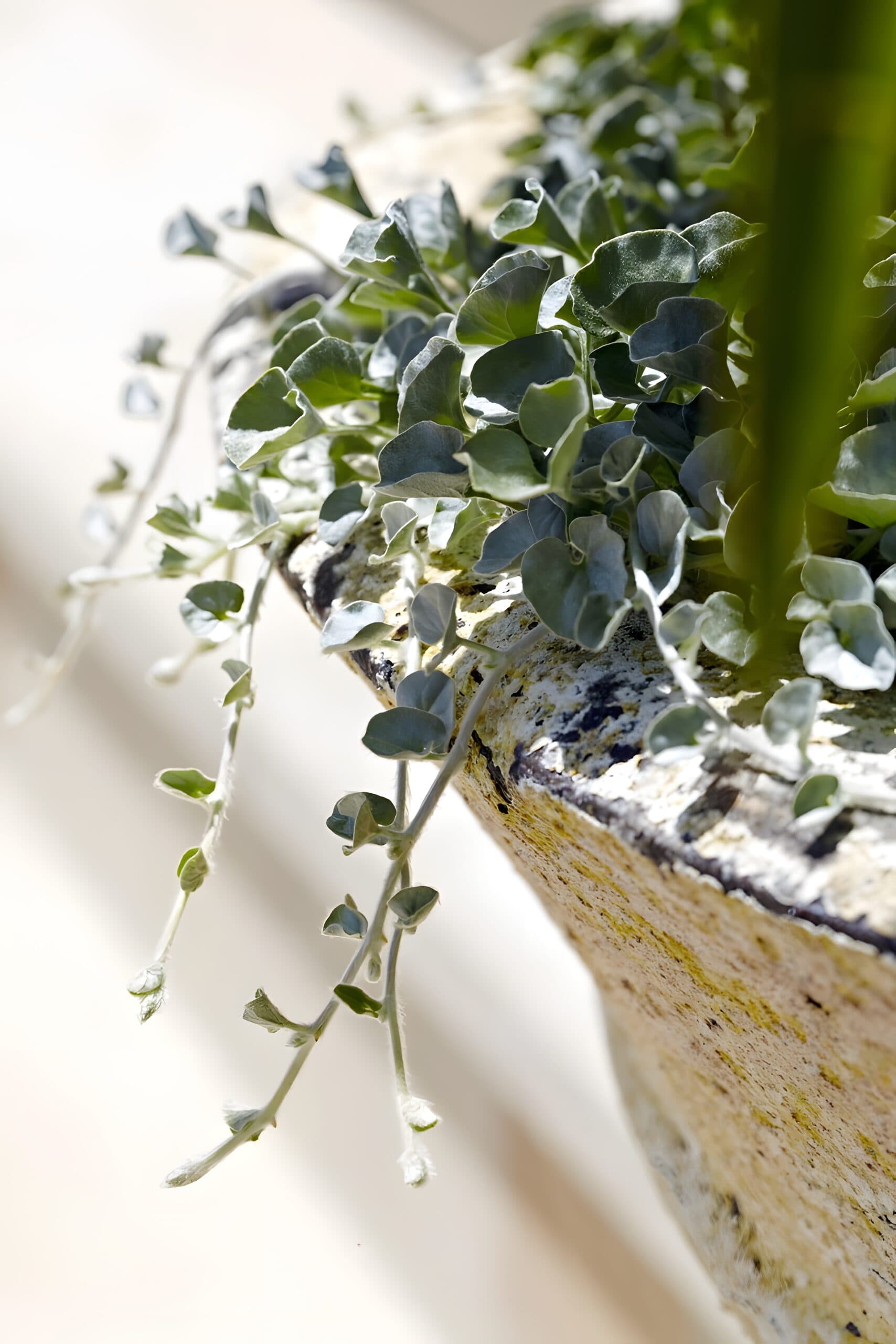 Silvery trailing foliage spilling over the rim of an aged stone pot in soft light