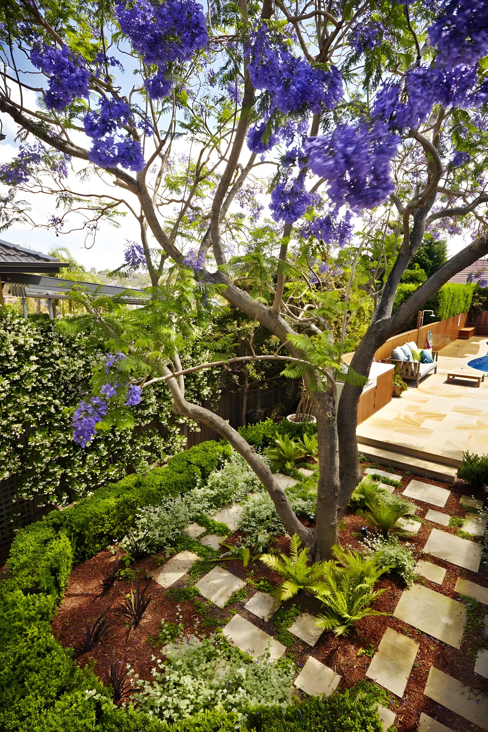 Flowering jacaranda rising above a chequerboard path of pavers and groundcover through layered garden beds
