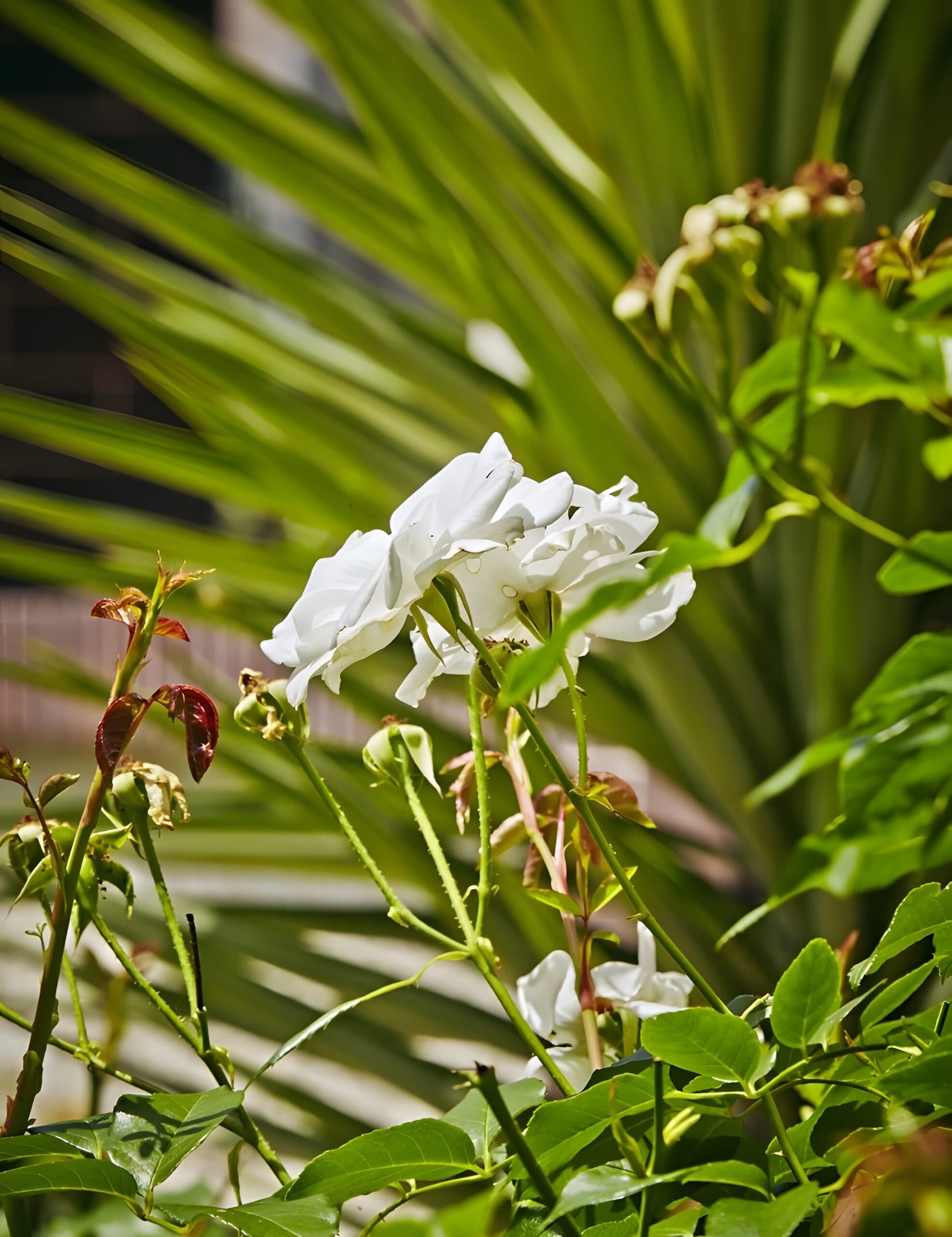 Backlit white roses opening in front of a spiky cordyline