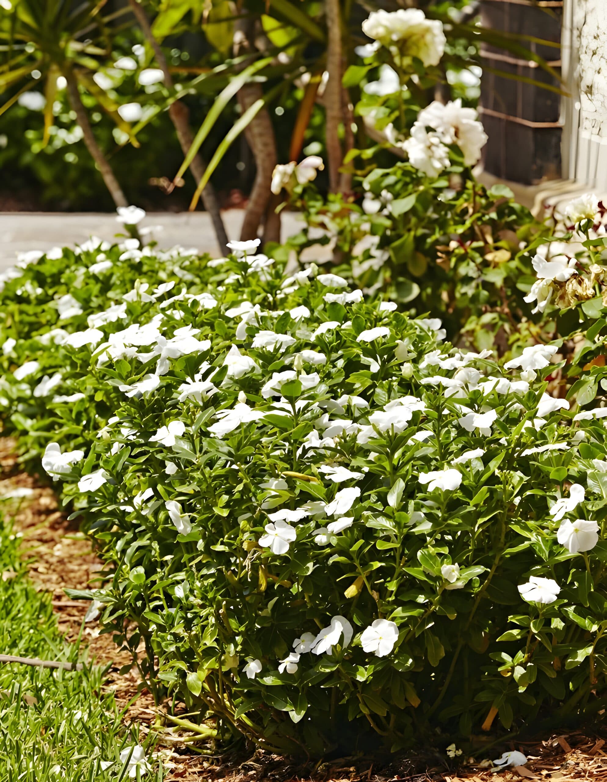 Massed white vinca flowering along a front garden border with white roses behind