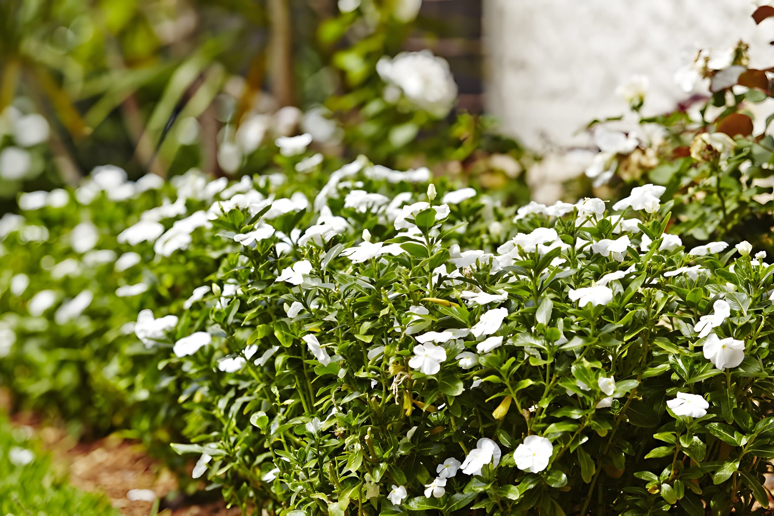 Neatly shaped hedge of white vinca in full bloom beside the path