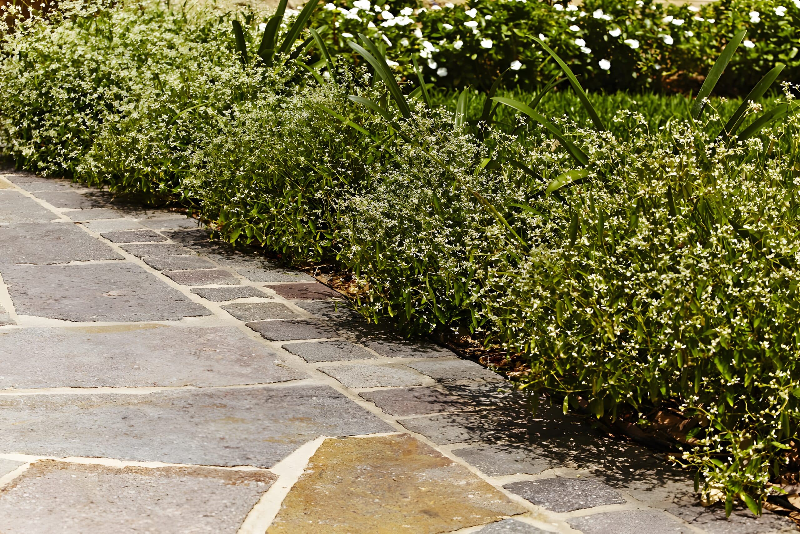 Stone paving meeting a soft border of white euphorbia and strappy green foliage