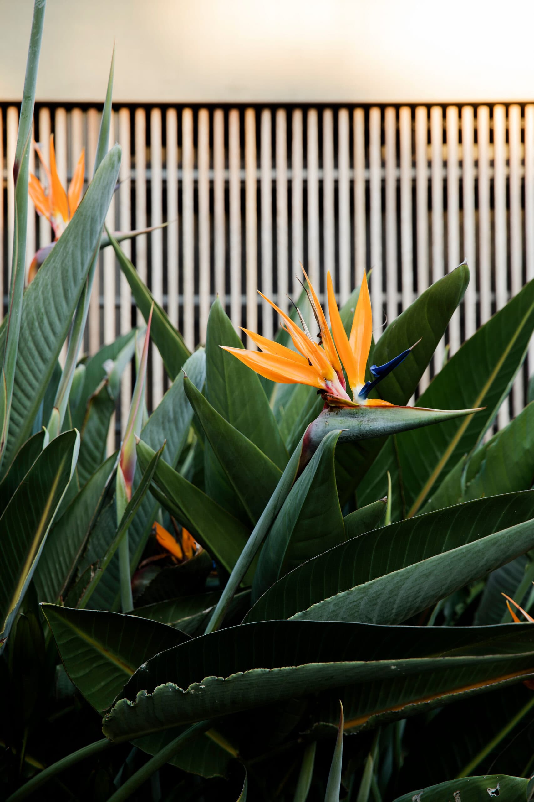 Vivid orange birds of paradise flower rising from strappy foliage against a warm timber batten screen