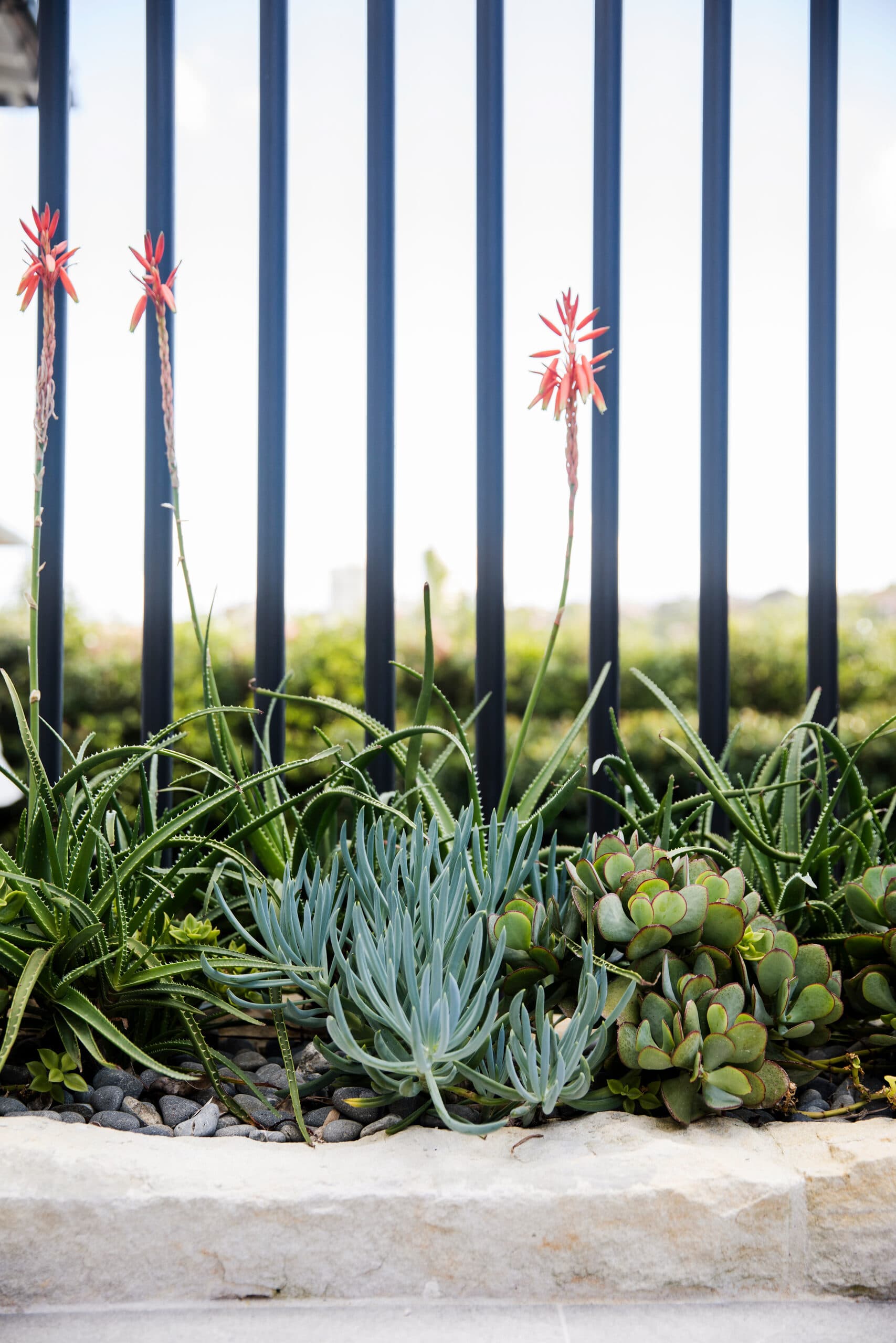 Layered succulents and aloes in flower in a raised bed behind a slim black fence