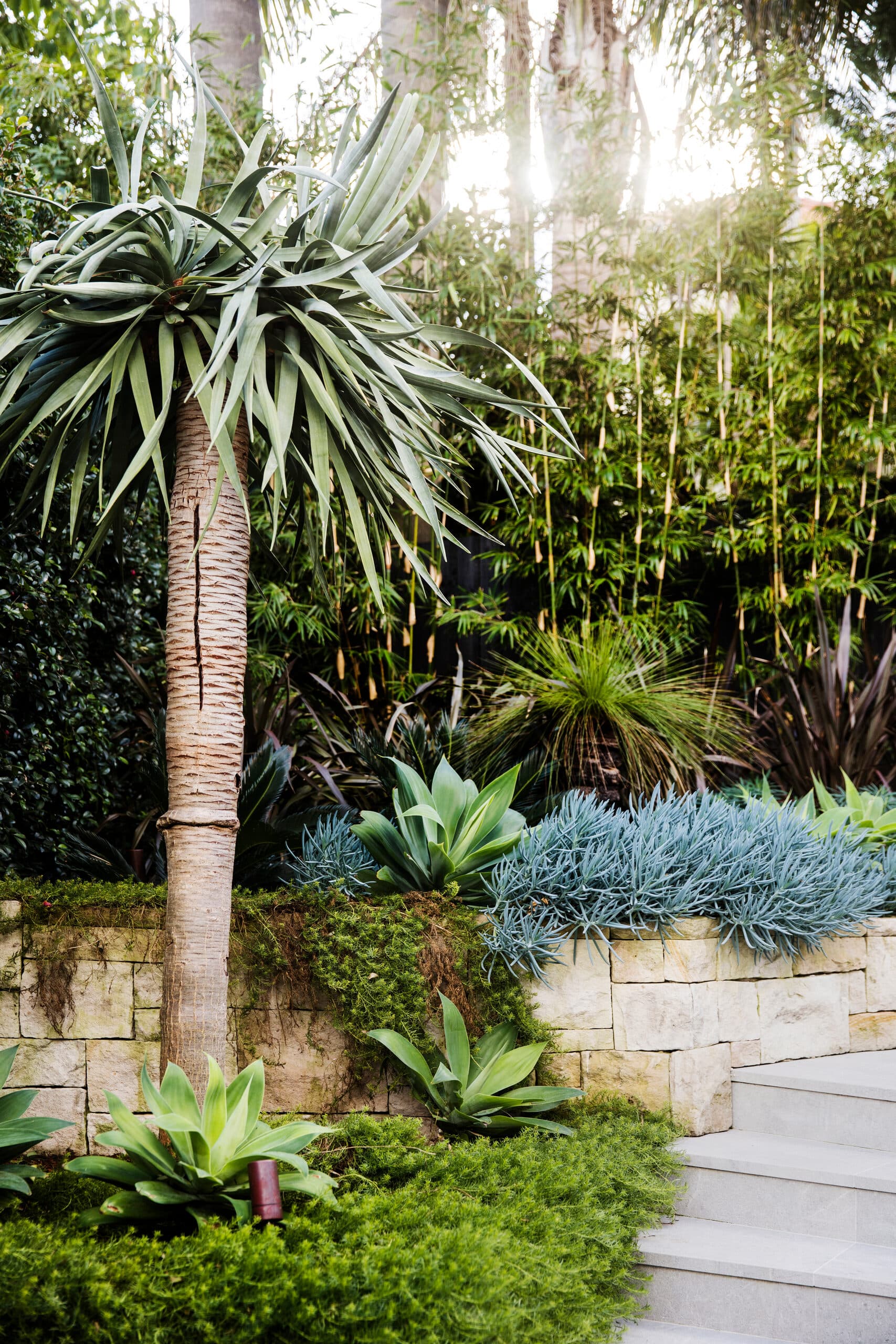 Dragon tree and blue toned succulents above a low sandstone wall beside stone steps
